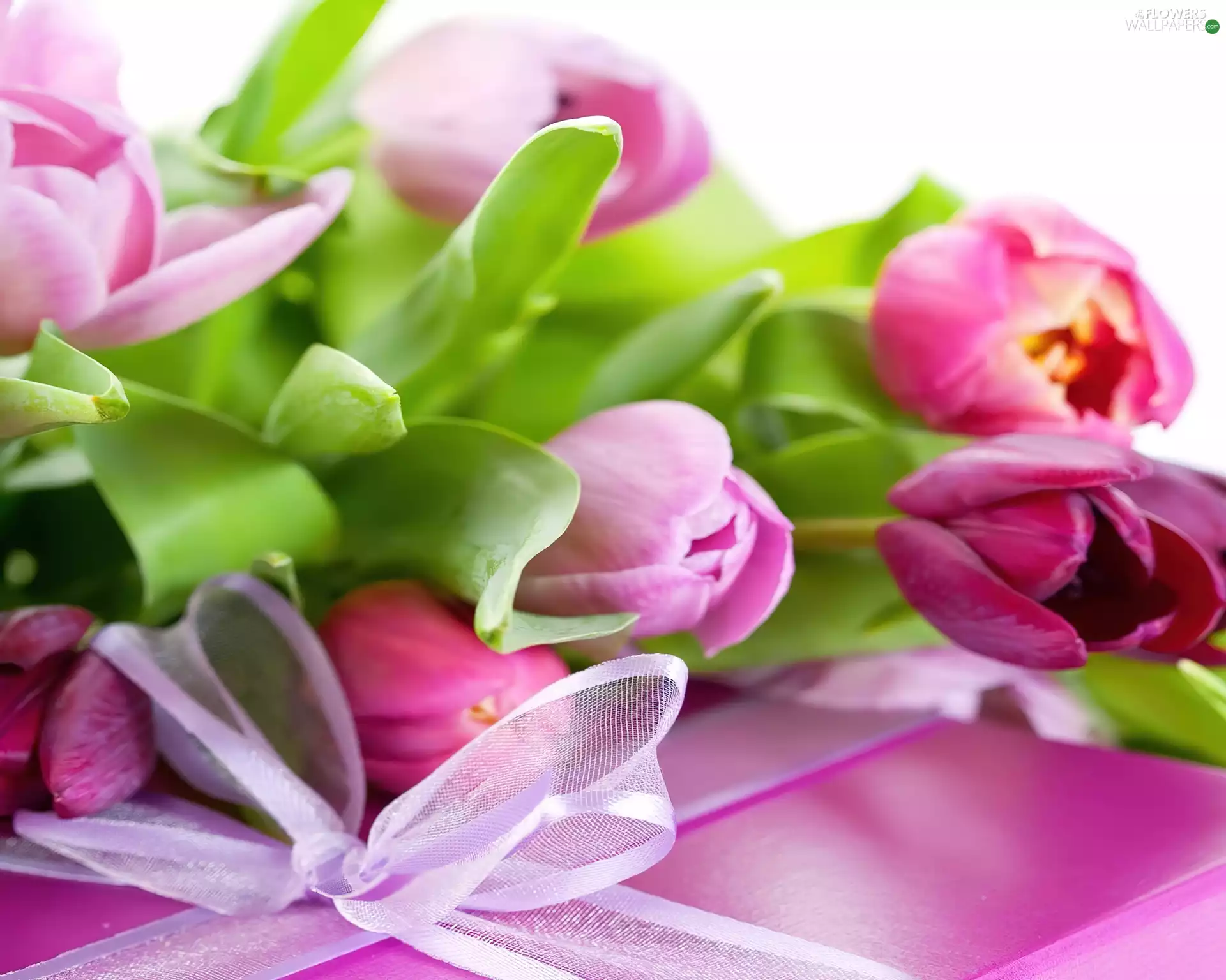 Present, Pink, Tulips