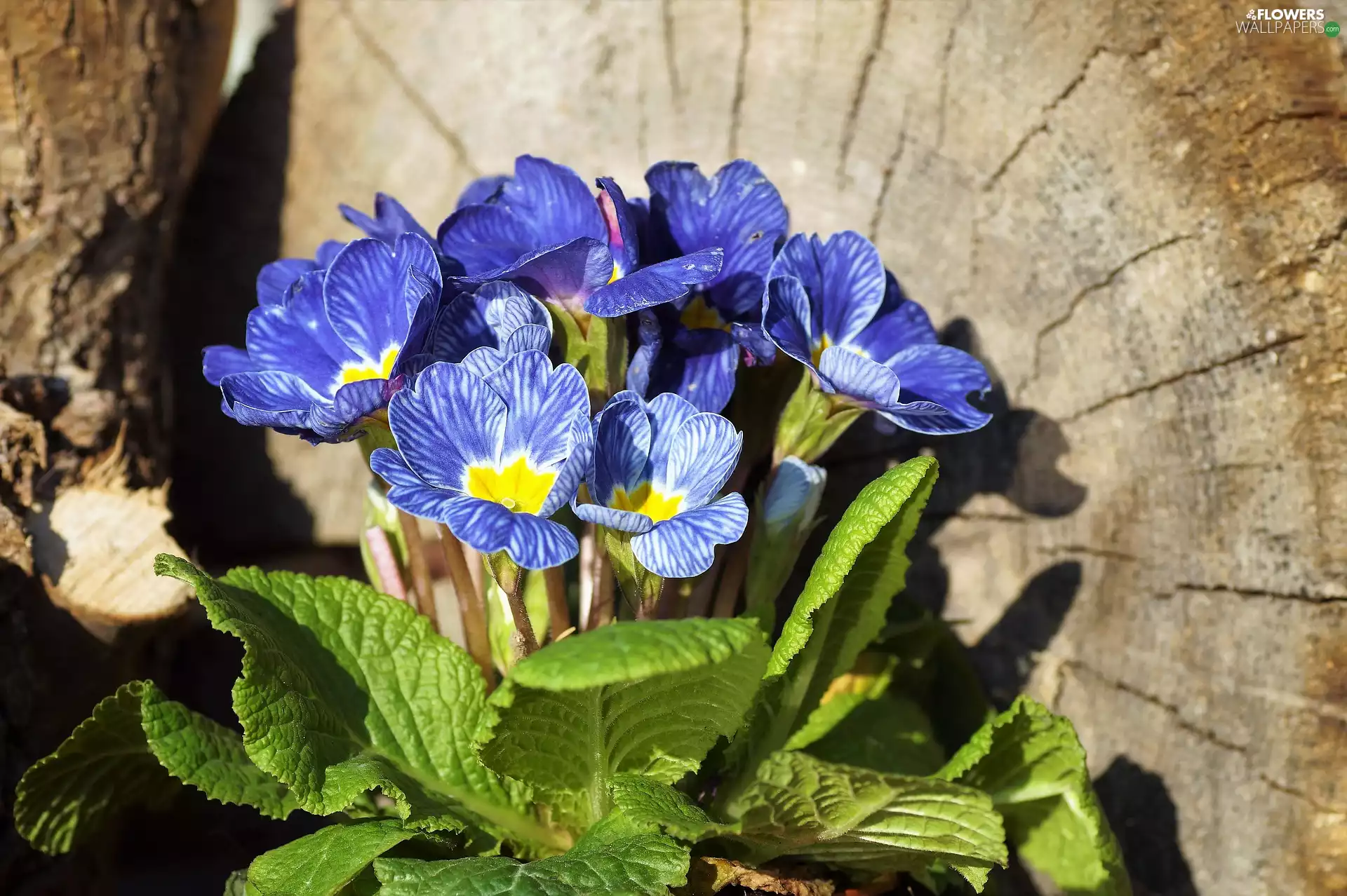 primrose, Flowers, Blue
