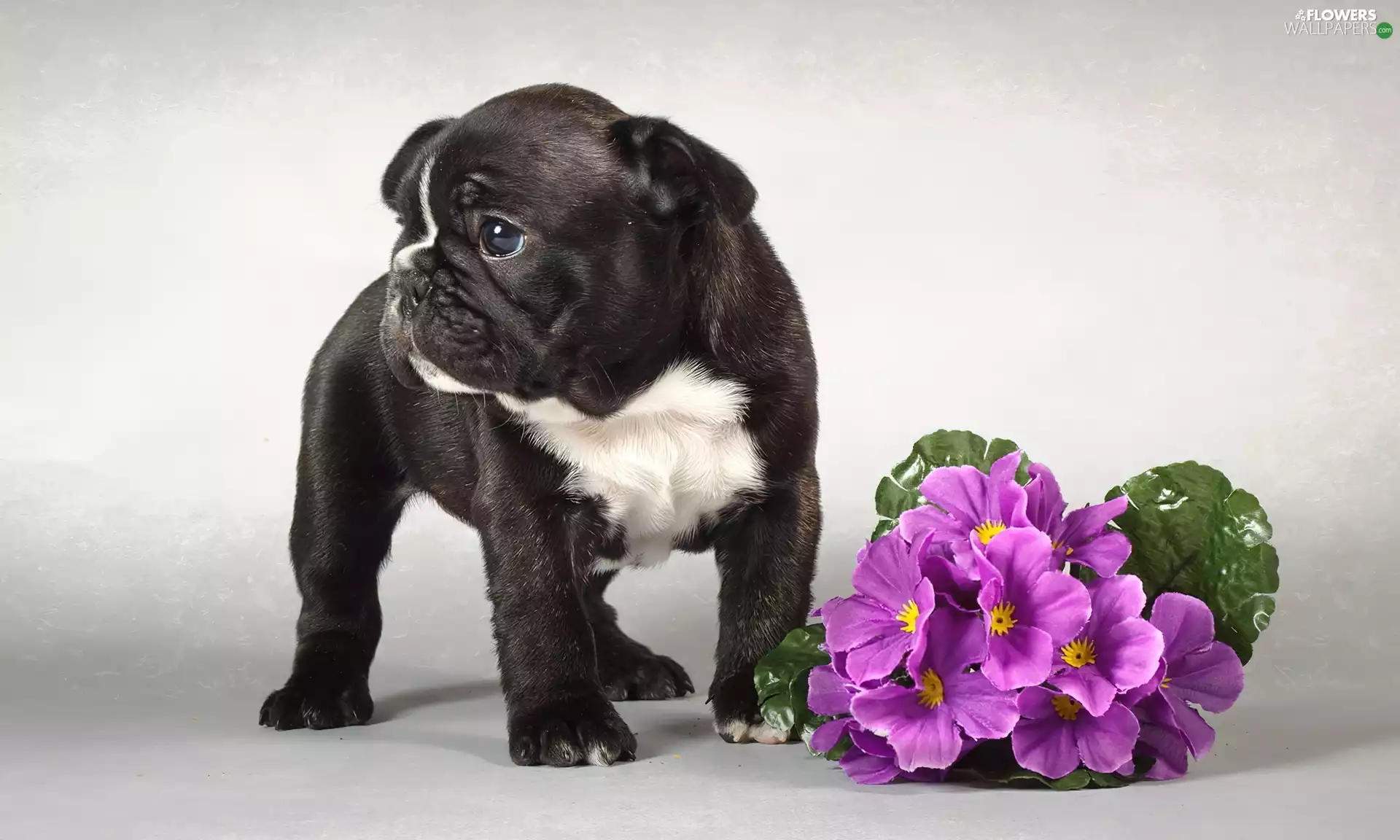 purple, Primrose, dog, Puppy, Black
