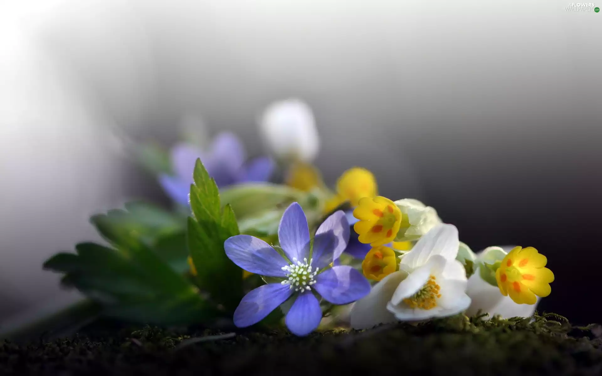 anemone, primrose, flowers, Hepatica, bouquet