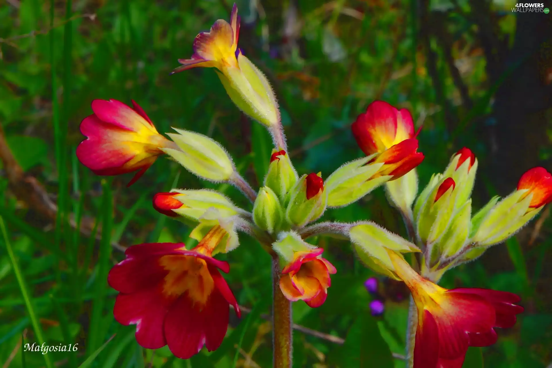 Flowers, Blossoming, Buds, primrose
