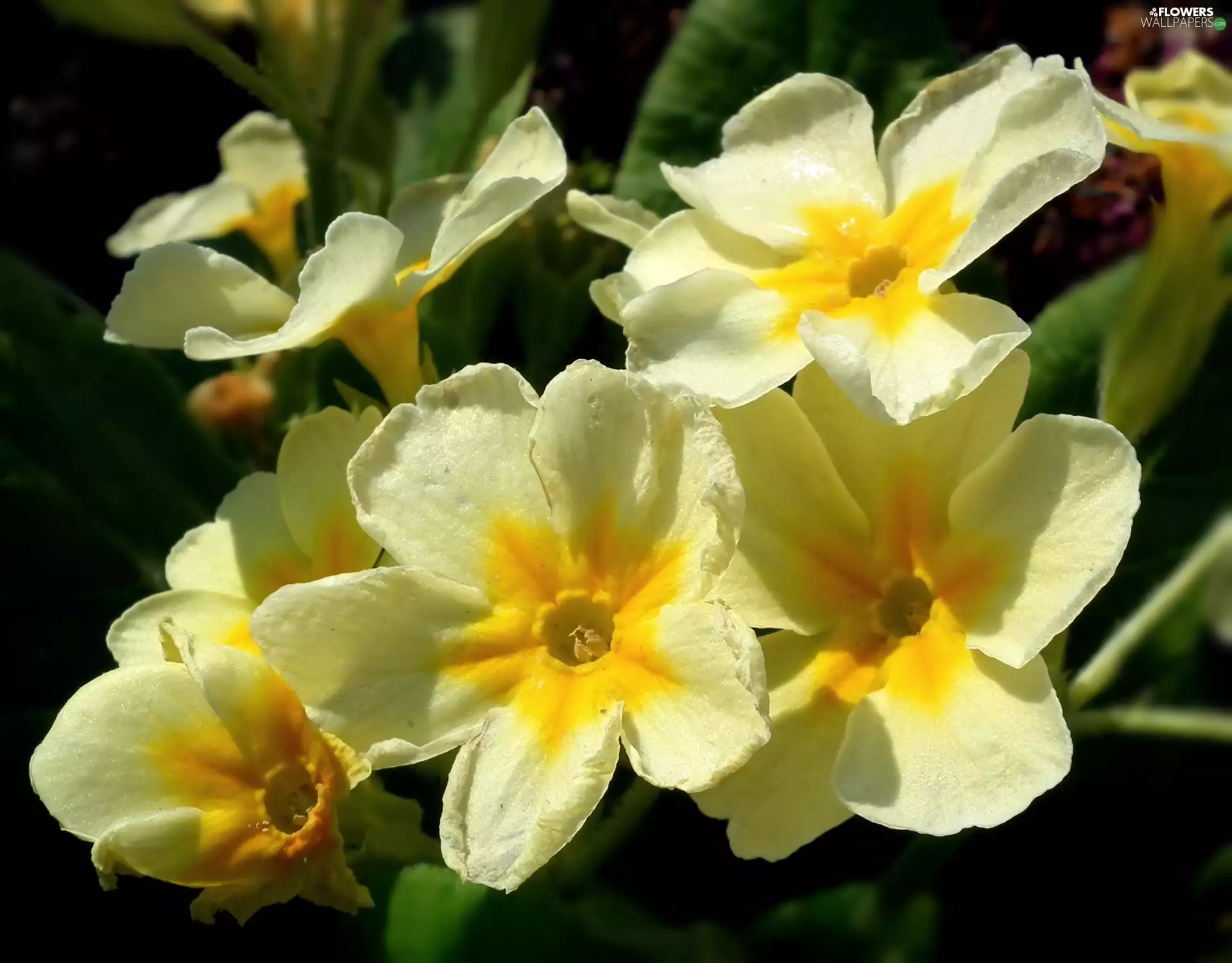 primrose, nature, Flowers