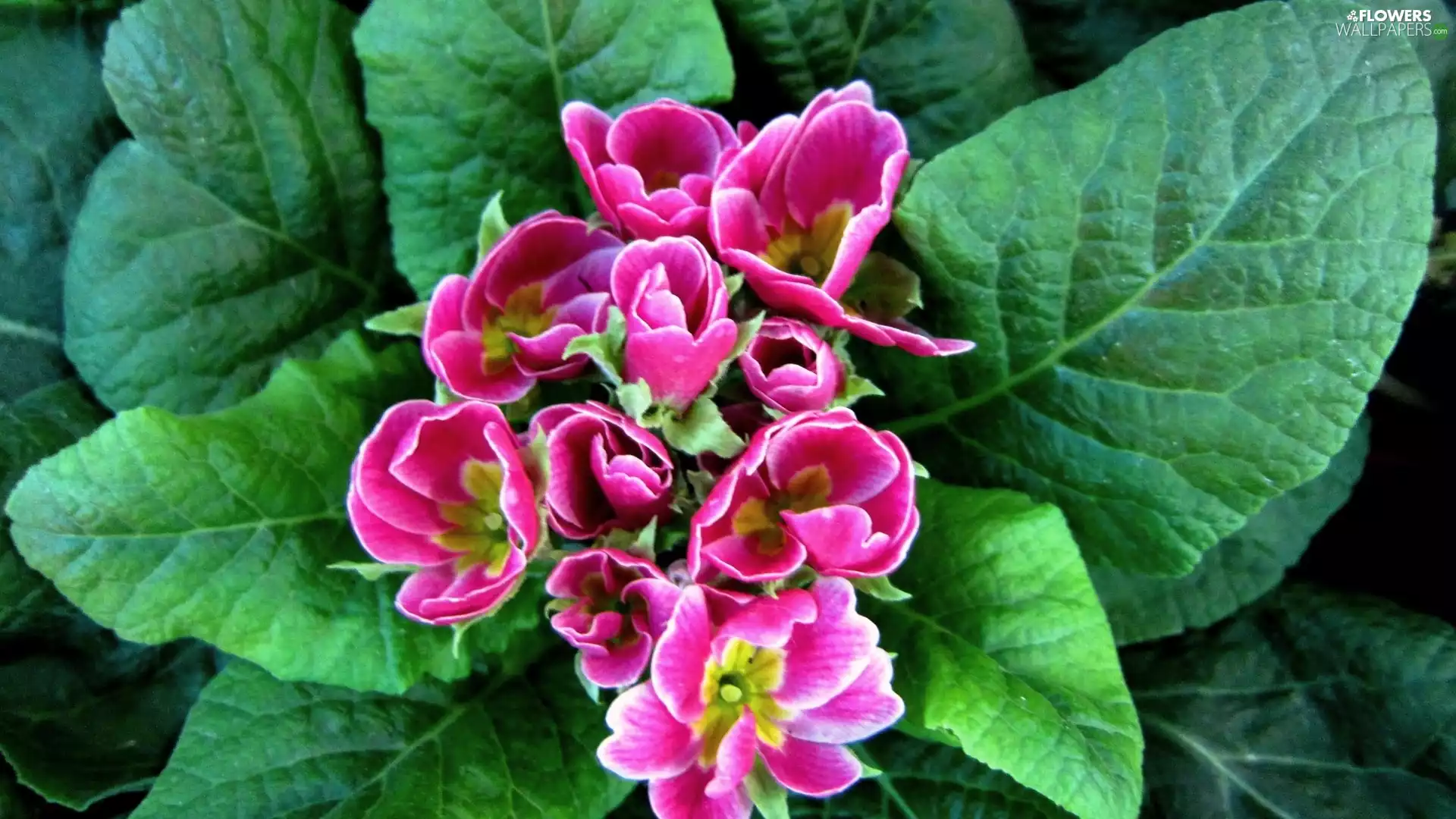 primrose, Pink, Flowers