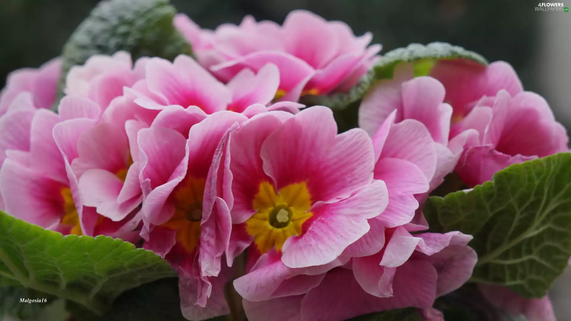Flowers, primrose, Pink, primrose