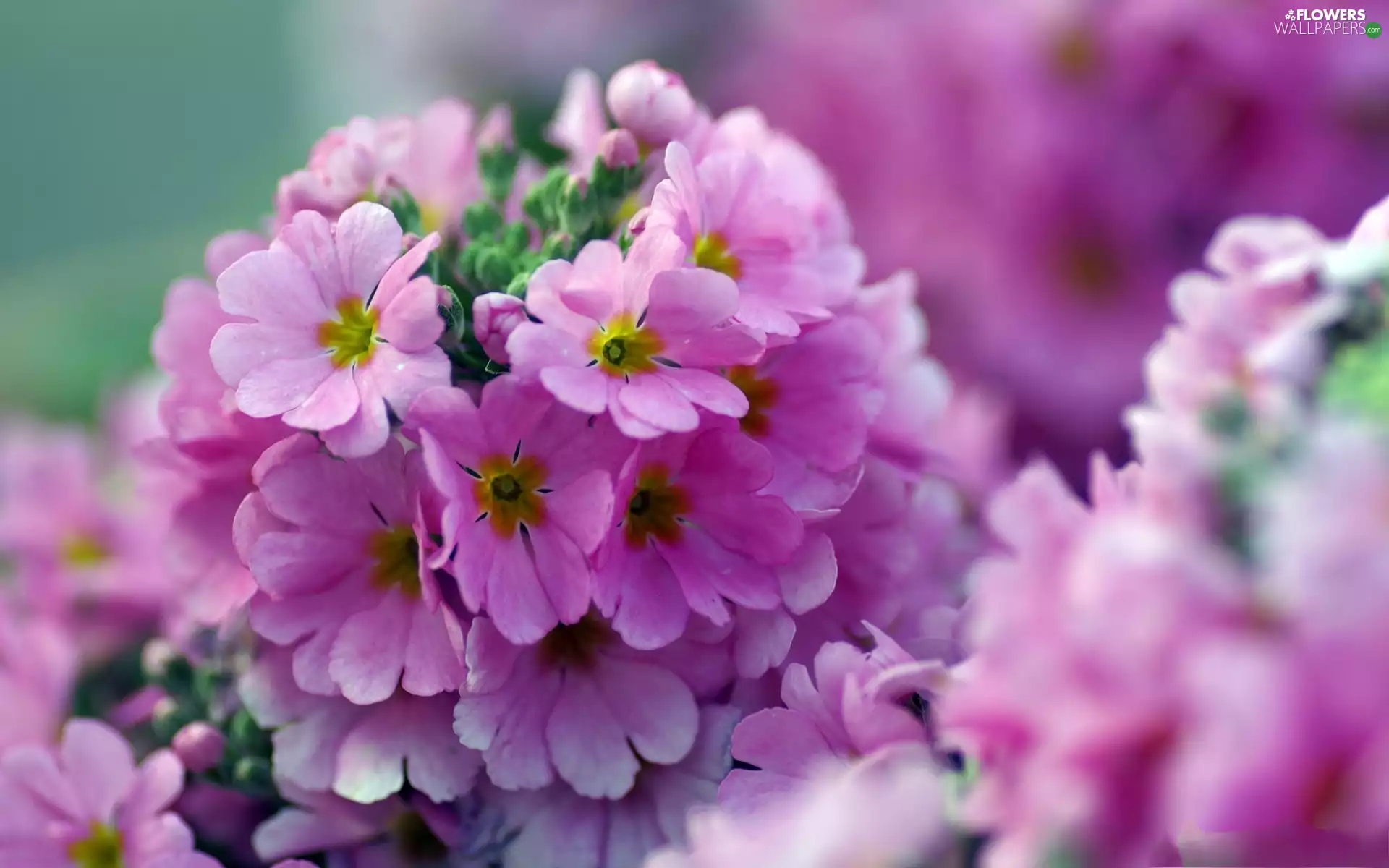 primrose, Pink, Flowers
