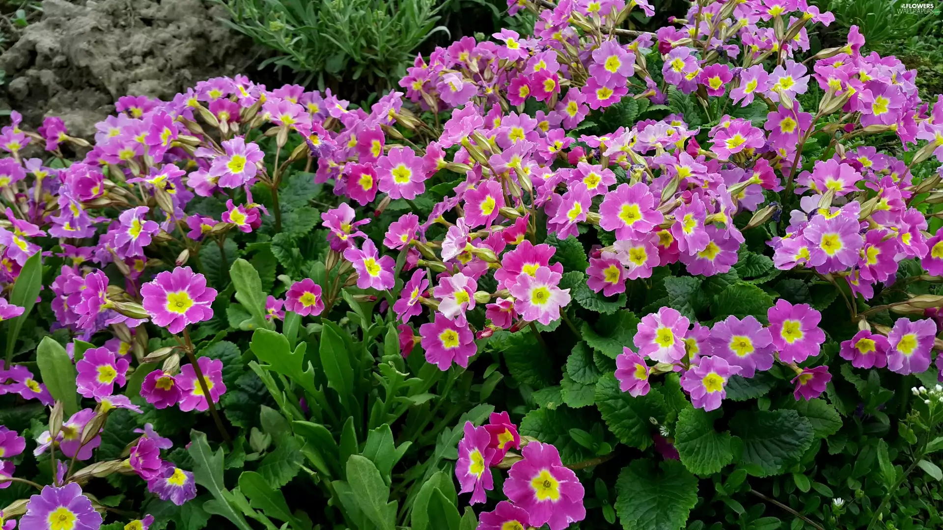 primrose, Purple, Flowers