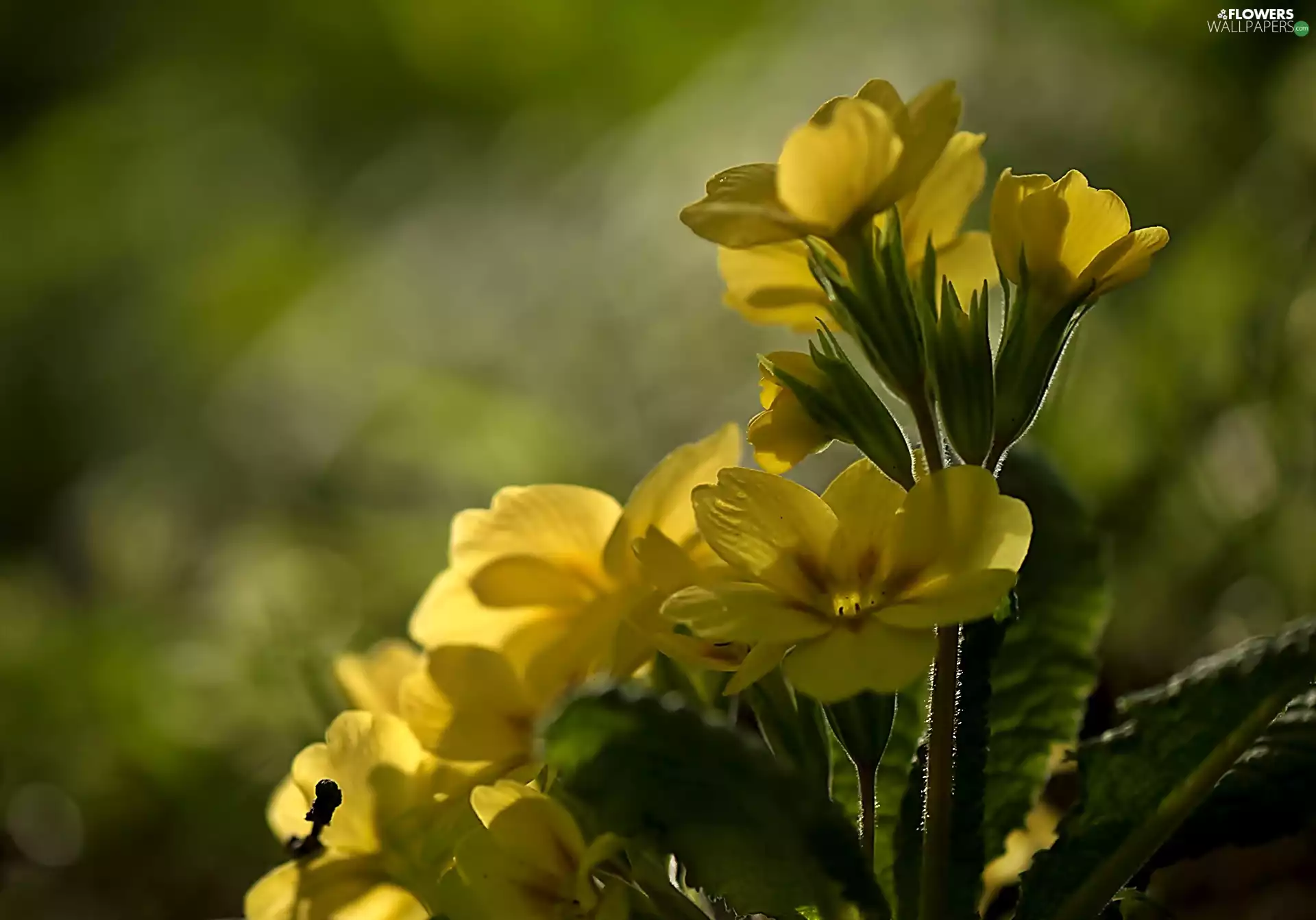primrose, Yellow, Flowers