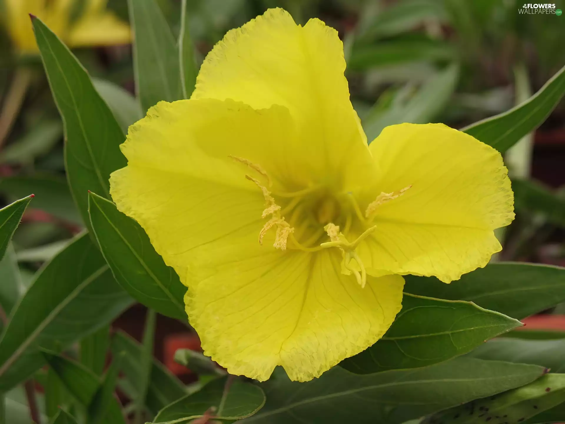 Evening Primrose, green ones, Leaf