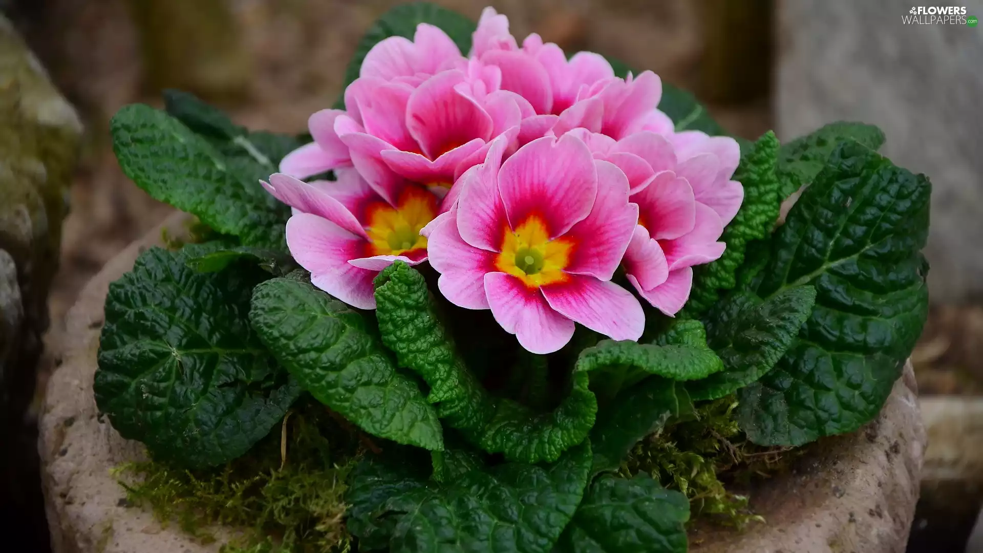 Green Leaves, Pink, primrose