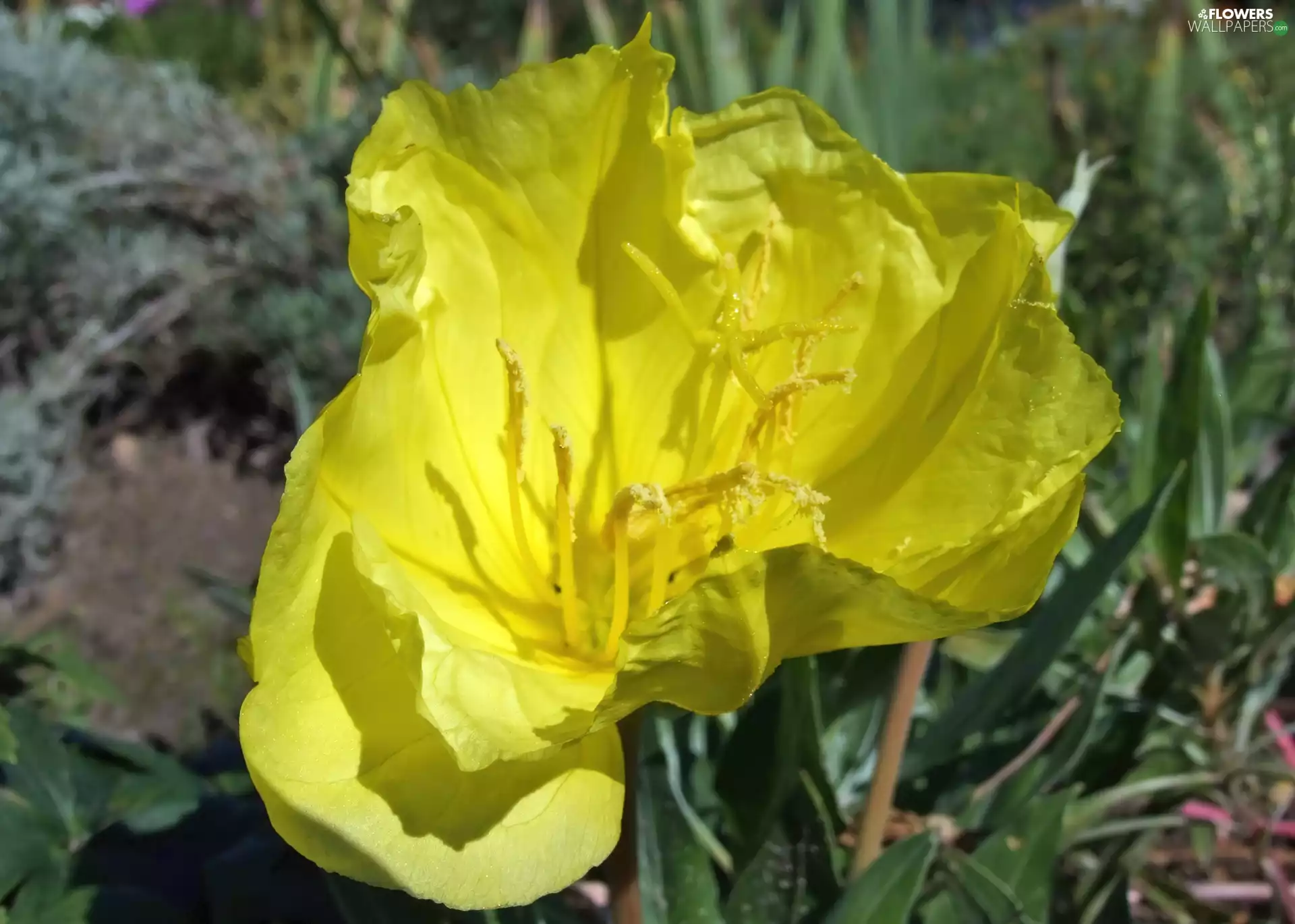 primrose missouryjski