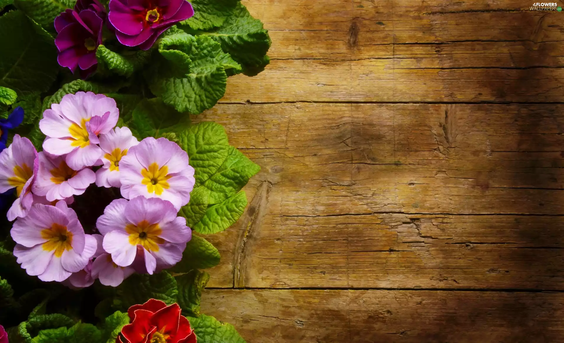 primrose, Flowers, primrose