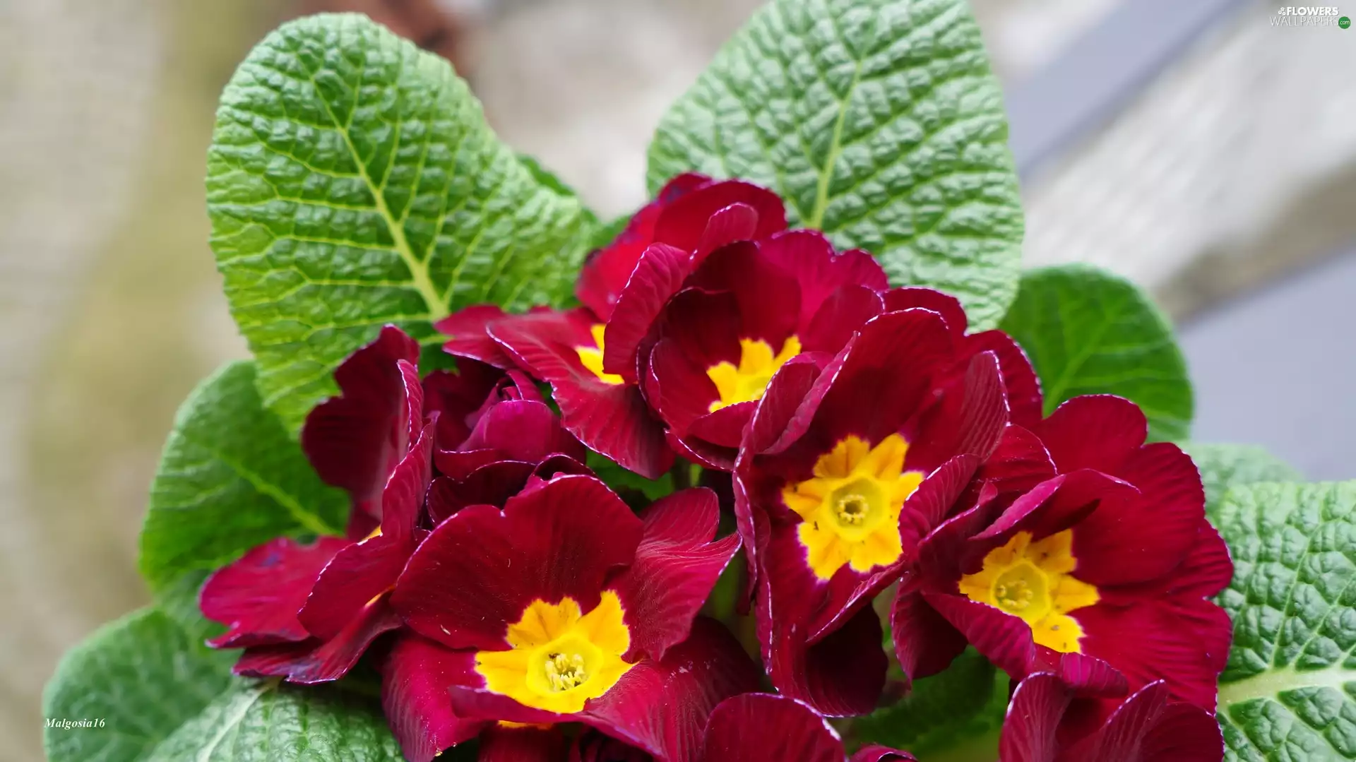 primrose, Flowers, primrose