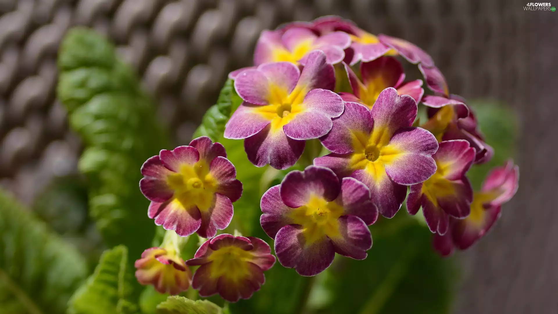 Flowers, primrose, primrose, Pink-Yellow