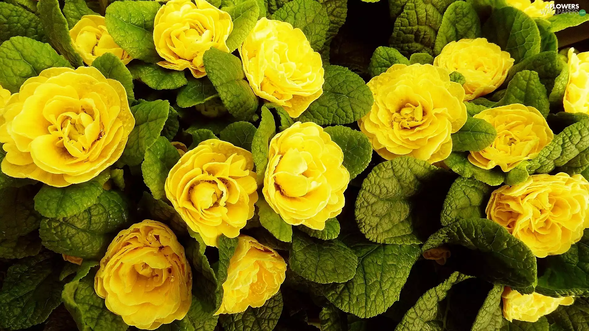 Primrose, Yellow, primroses