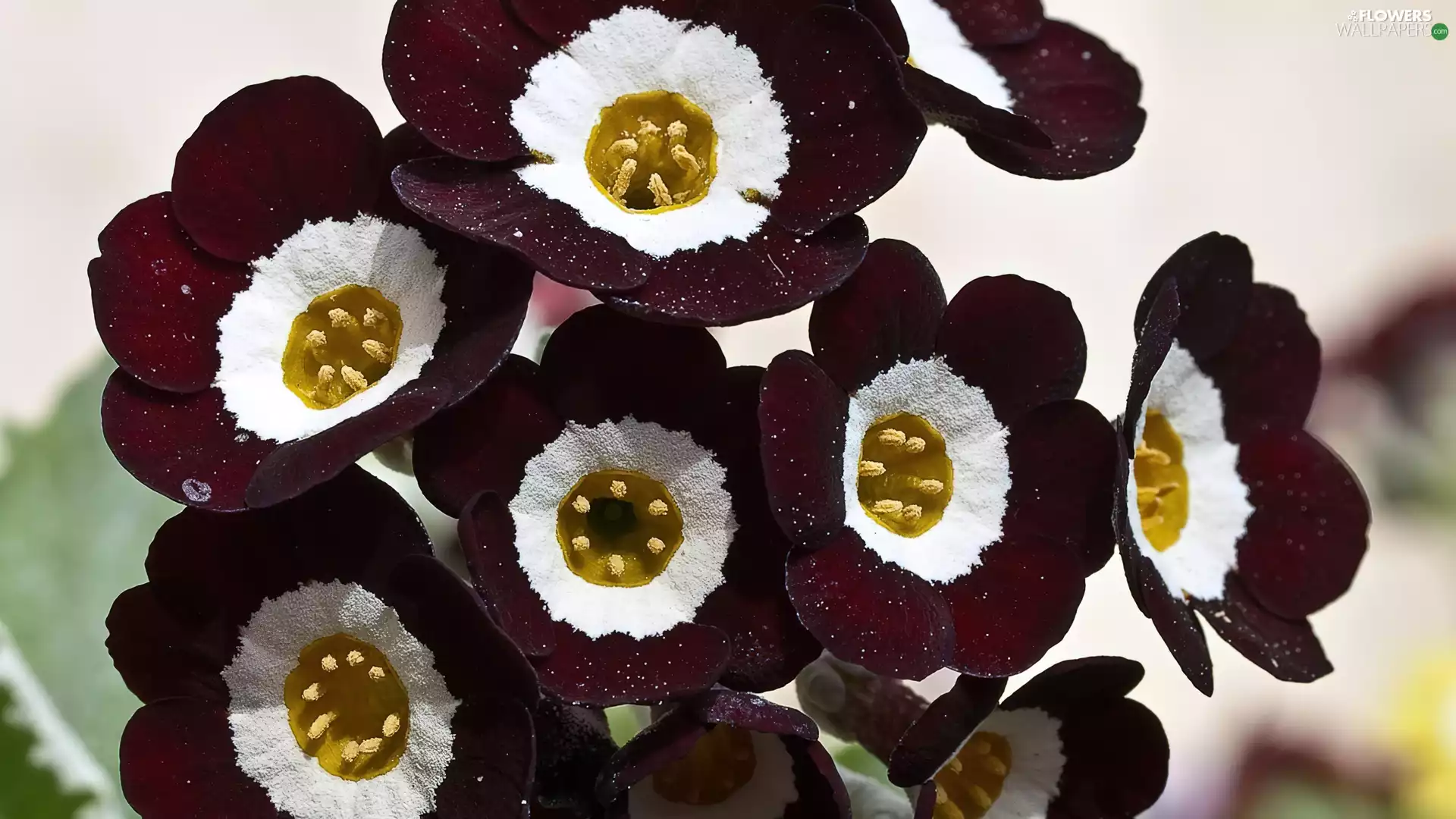 primrose, maroon, White