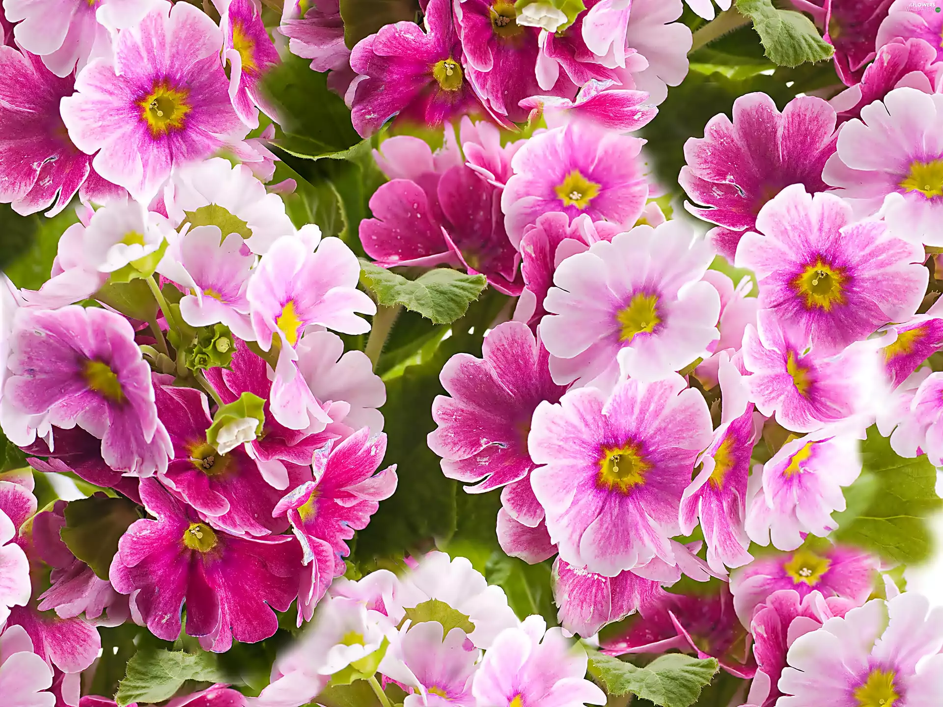 Primrose, pink, White