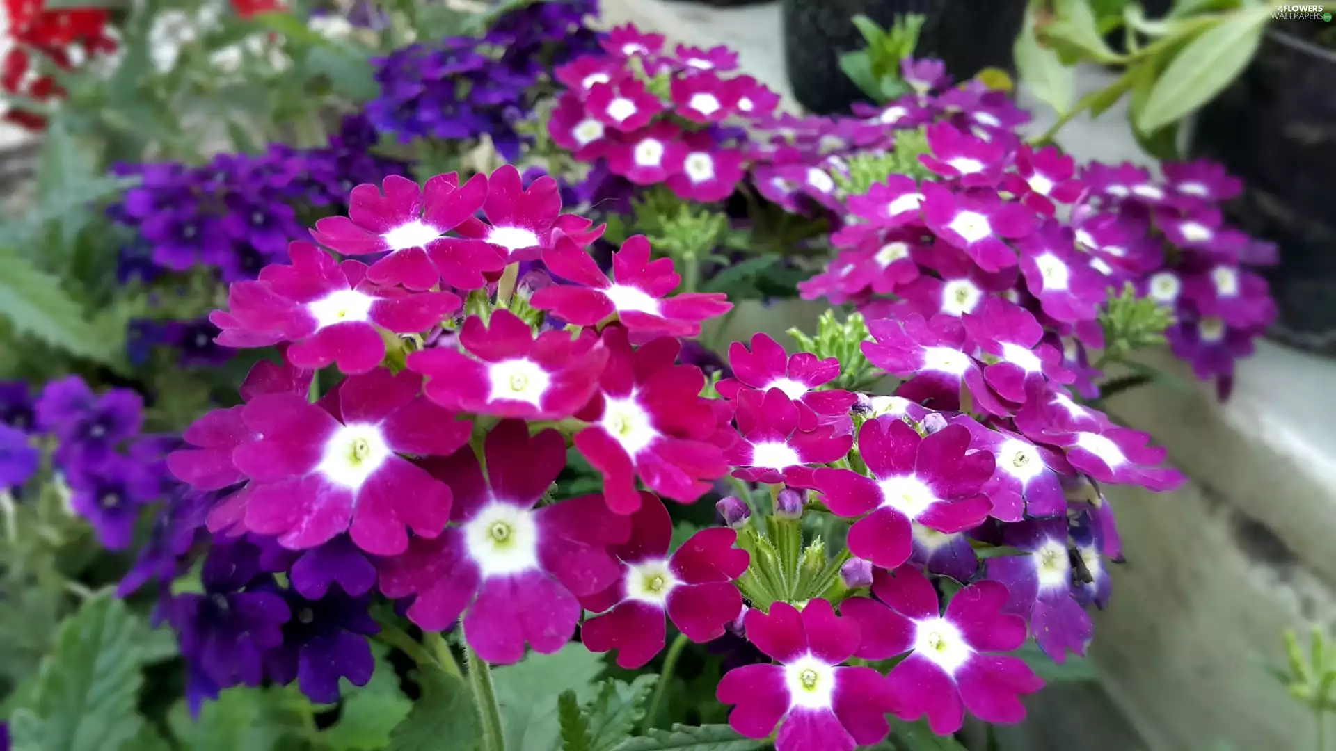 Flowers, Primrose, White, purple, Purple