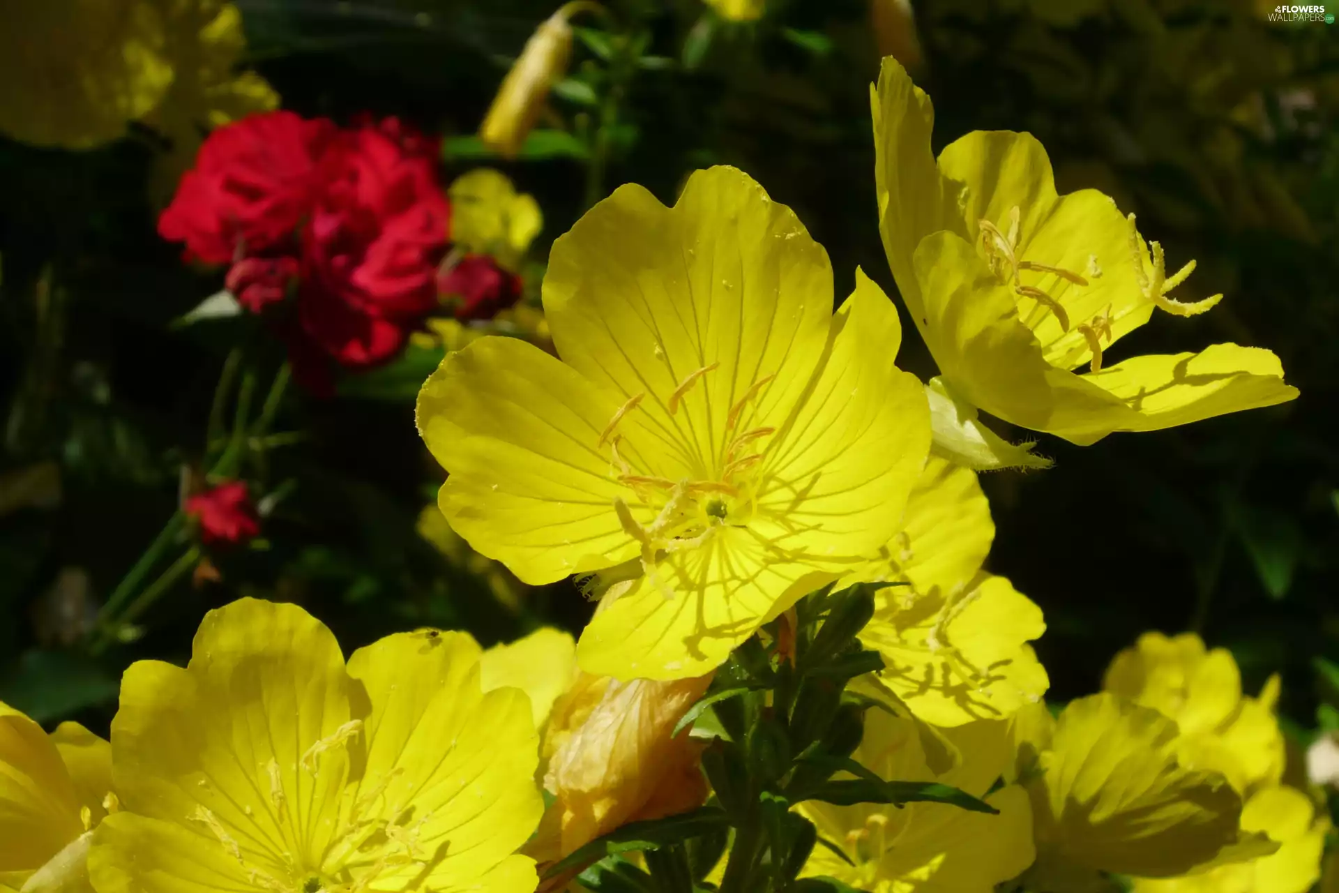 primrose, Flowers, Yellow