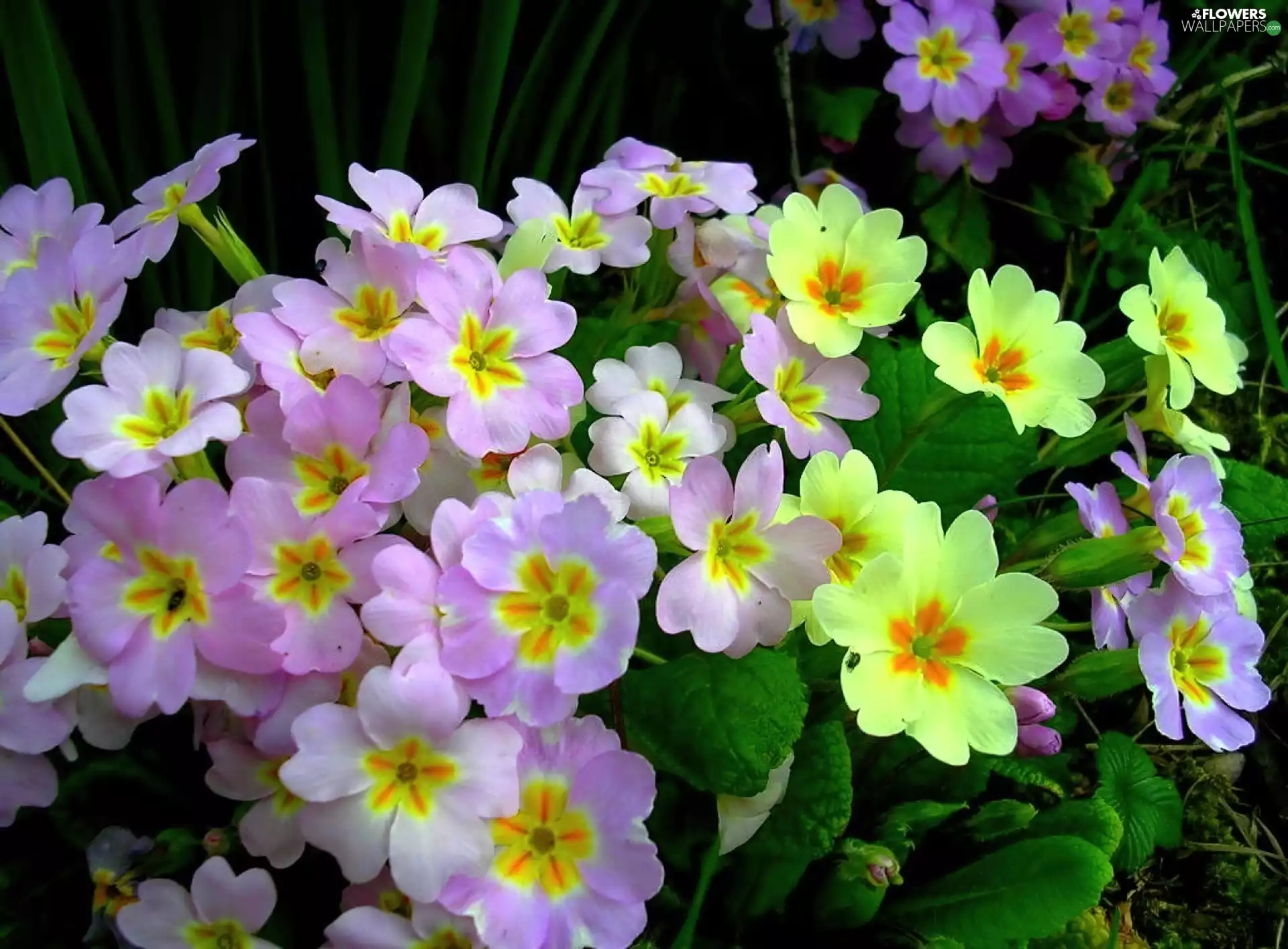 color, primroses