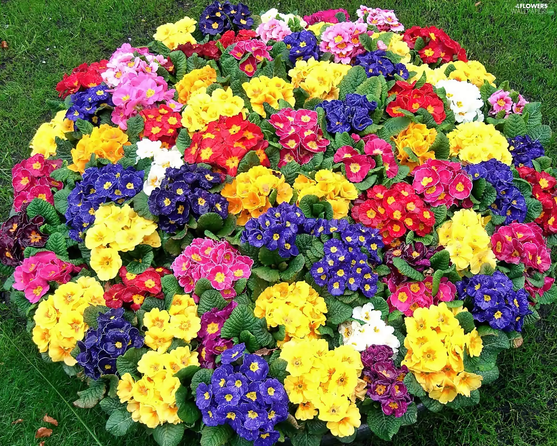 Primroses, clump, Colorful