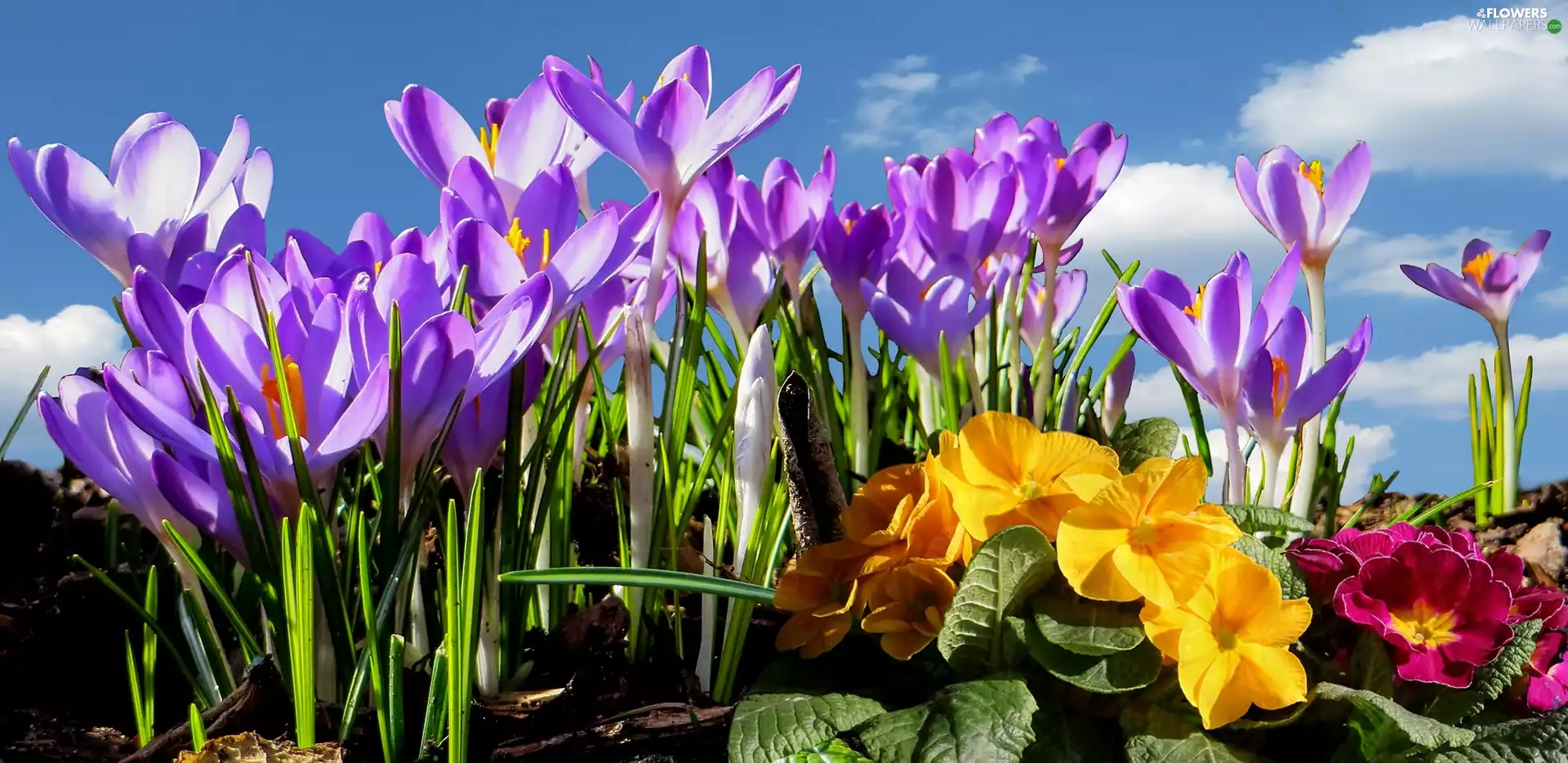 crocuses, Sky, Spring, primroses