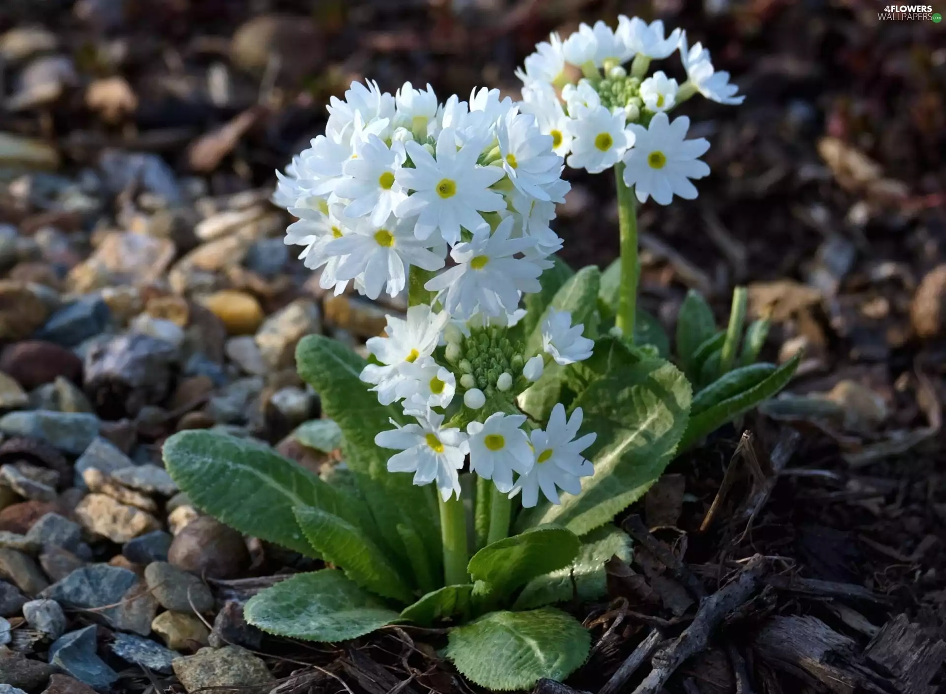 primroses, White, Flowers