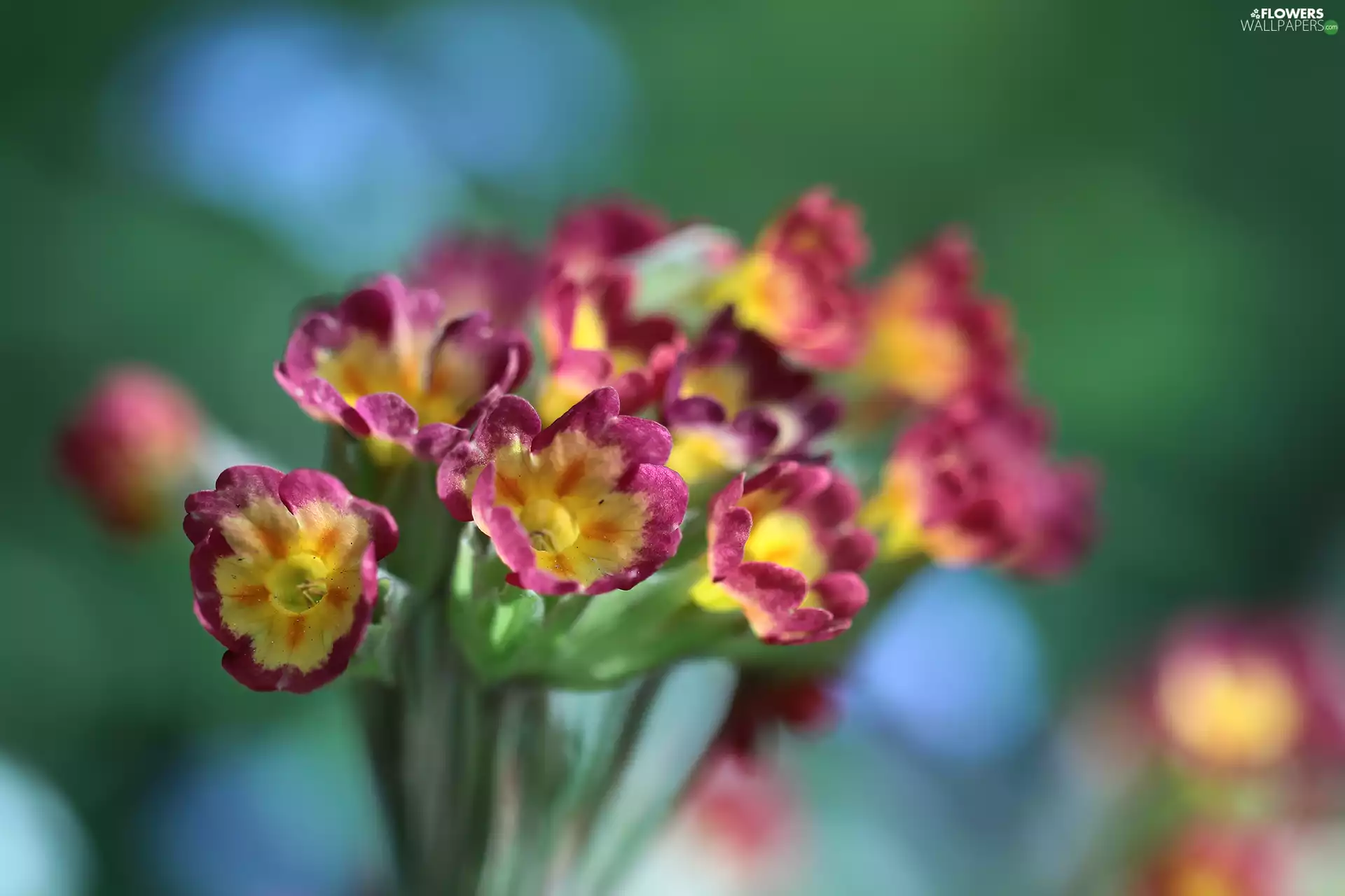 primroses, Flowers