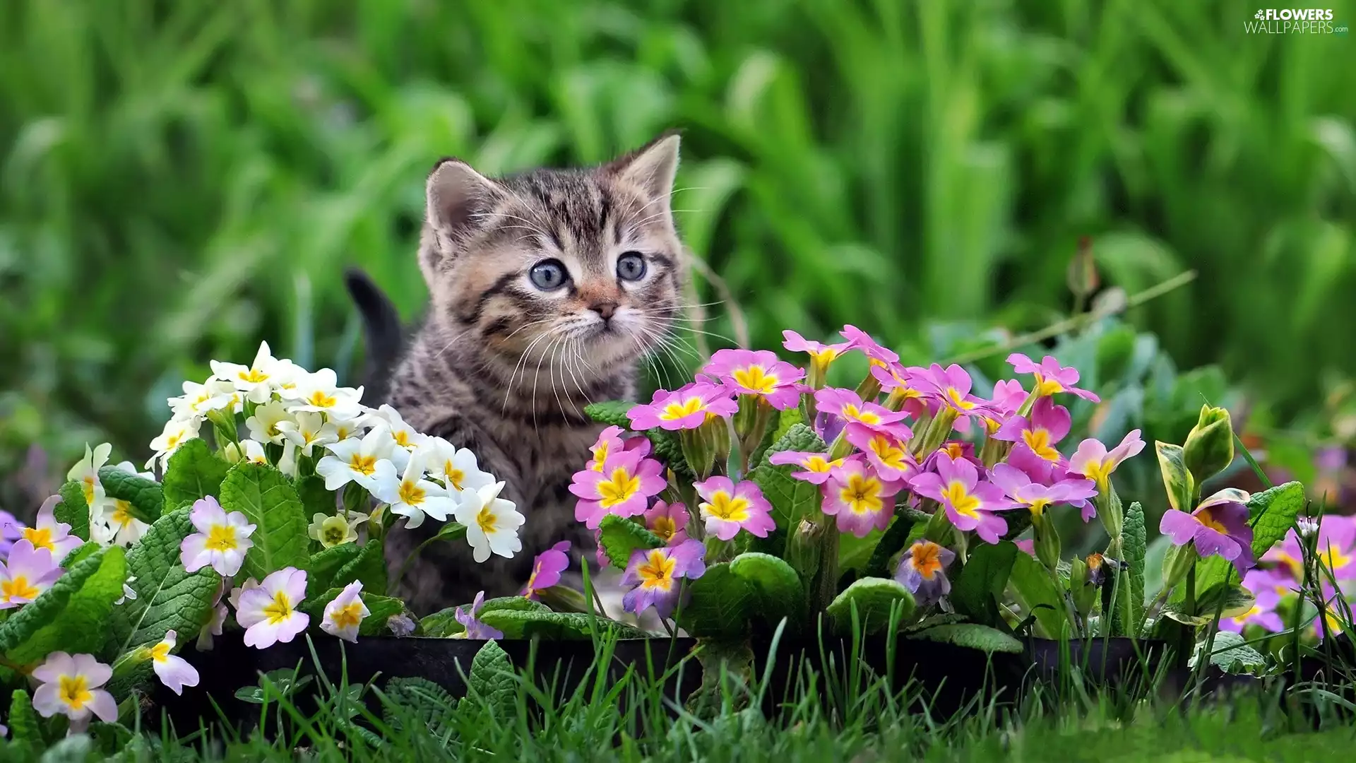 primroses, Gray, kitten