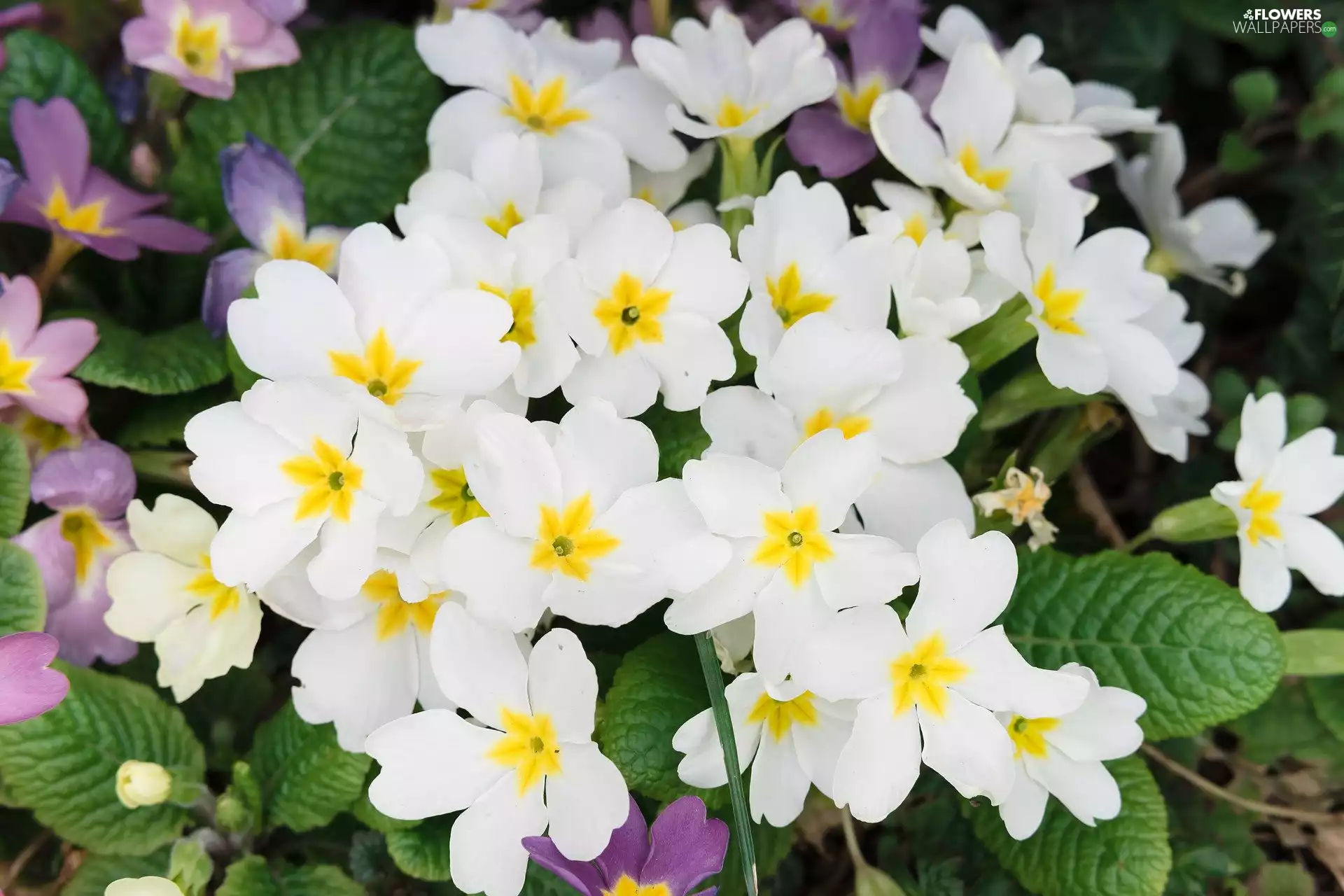 primroses, Flowers, White