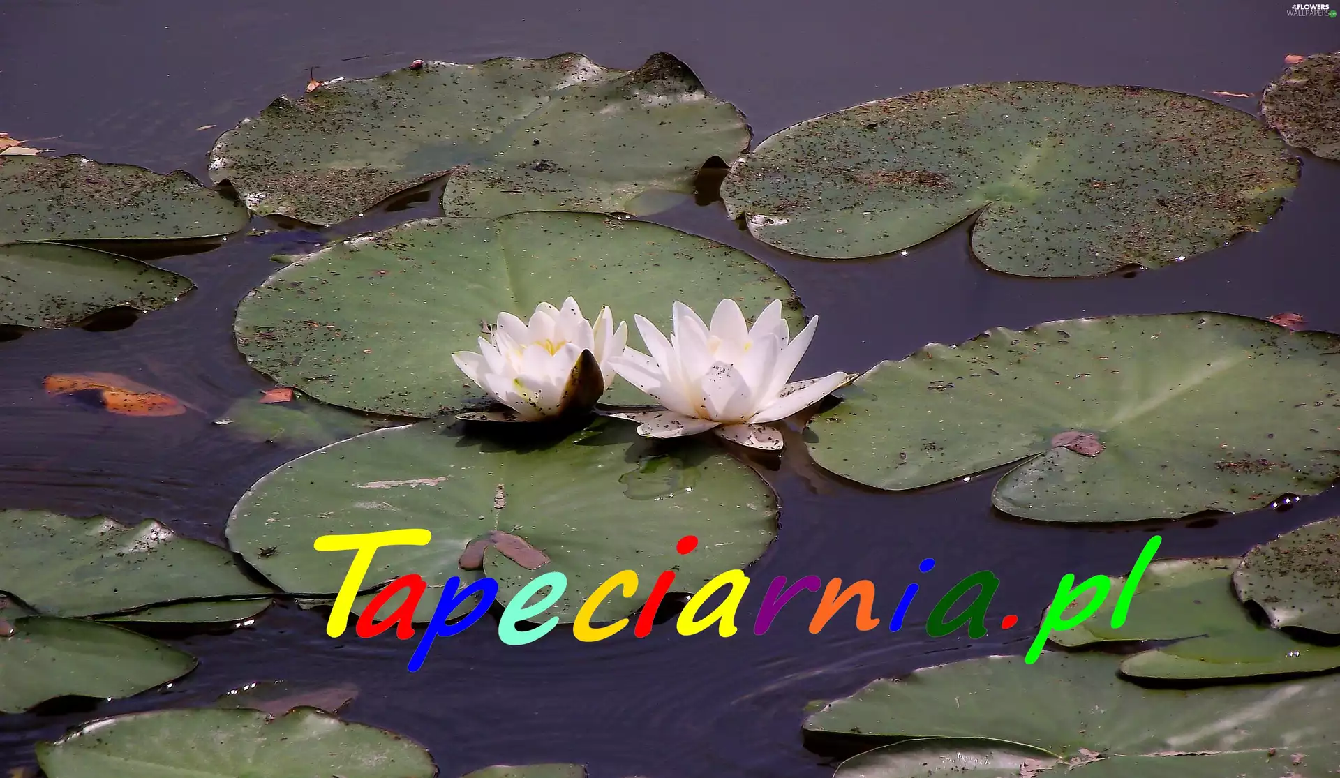 water-lily, Tapeciarnia, Promotion