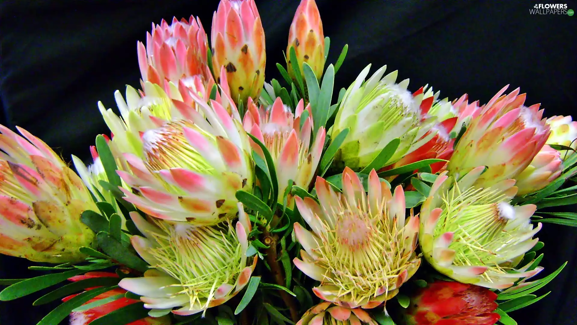 Protea