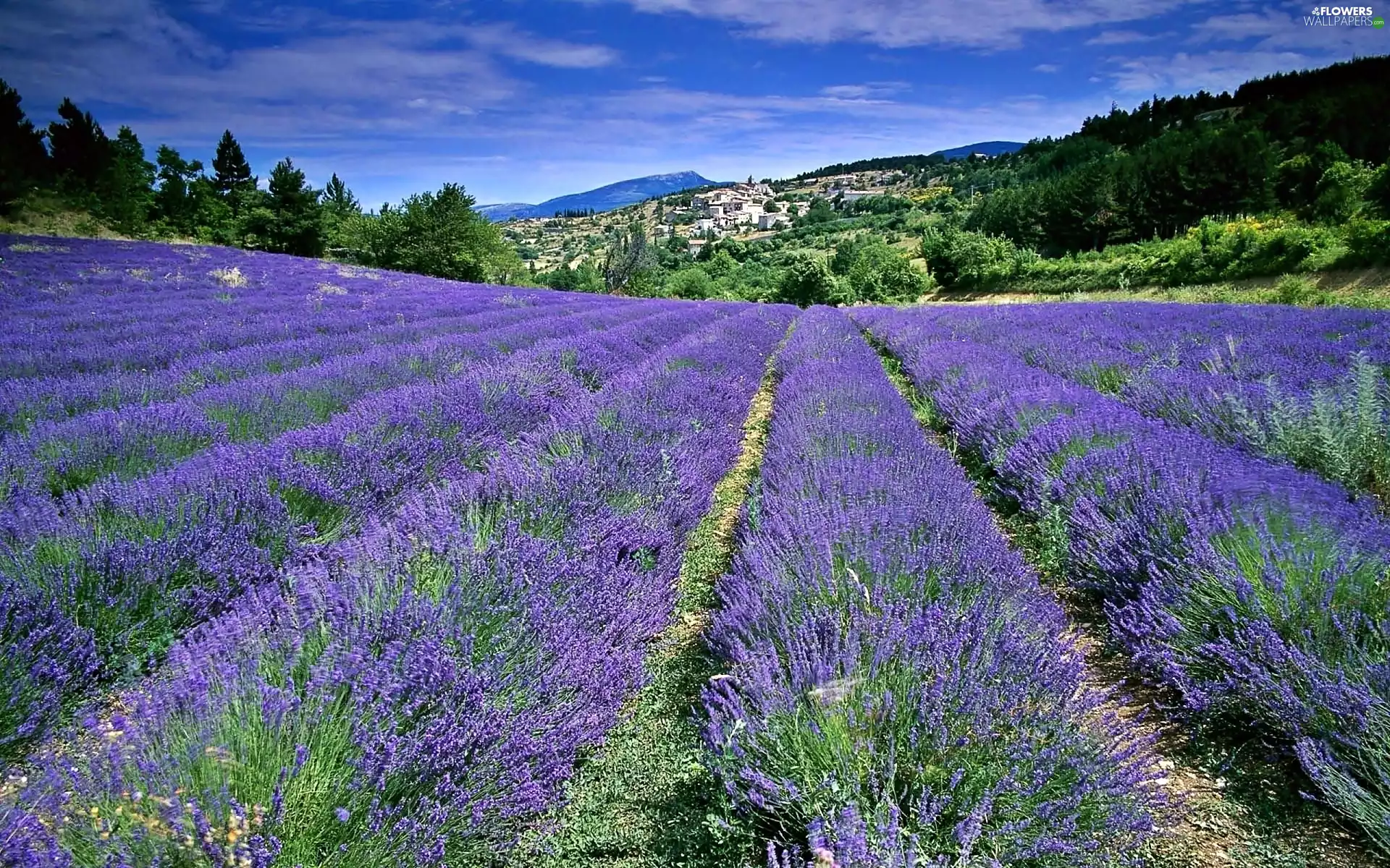 Town, Provence, lavender, forest, Field