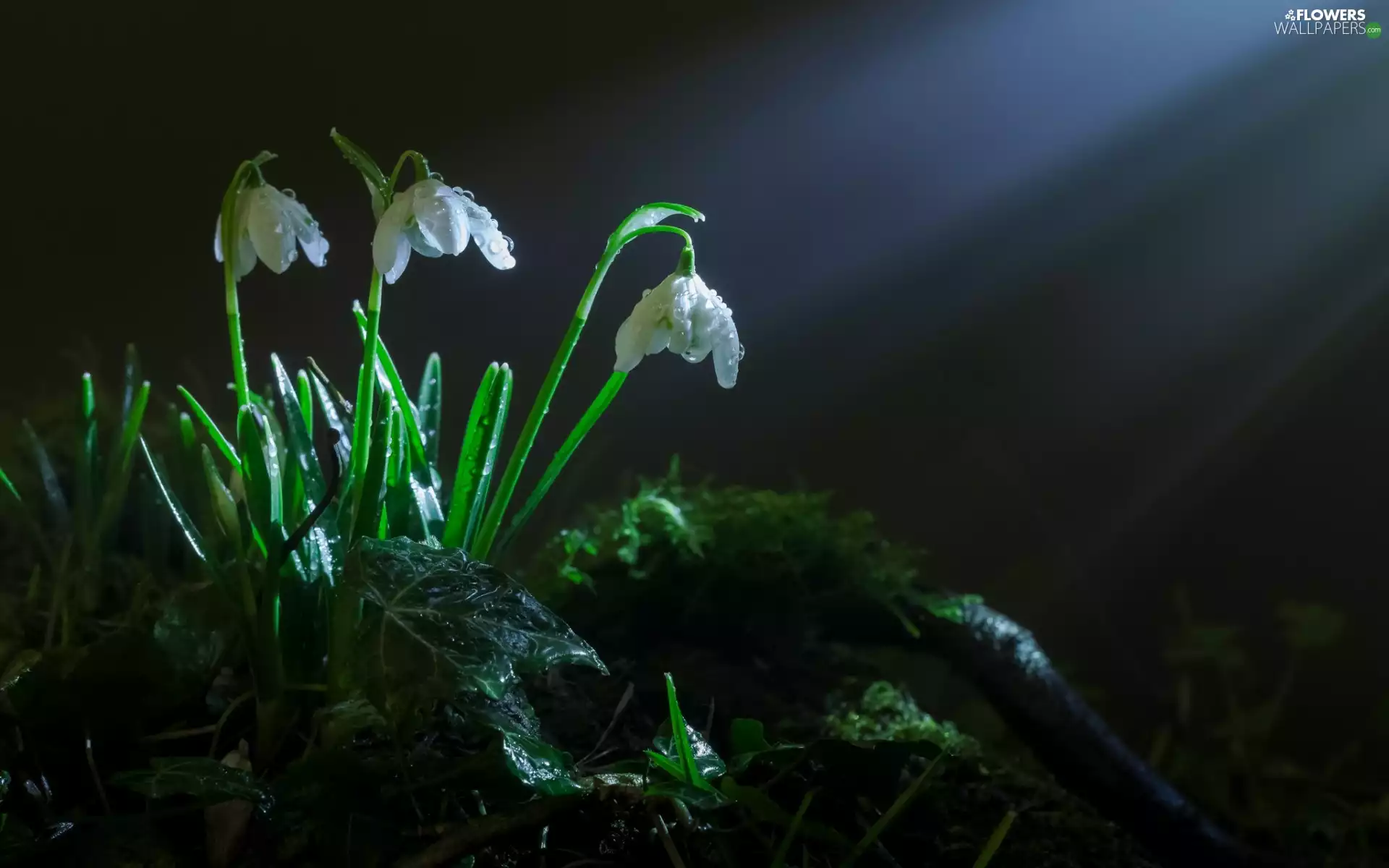 ligh, dew, flash, Przebijające, snowdrops, sun, luminosity
