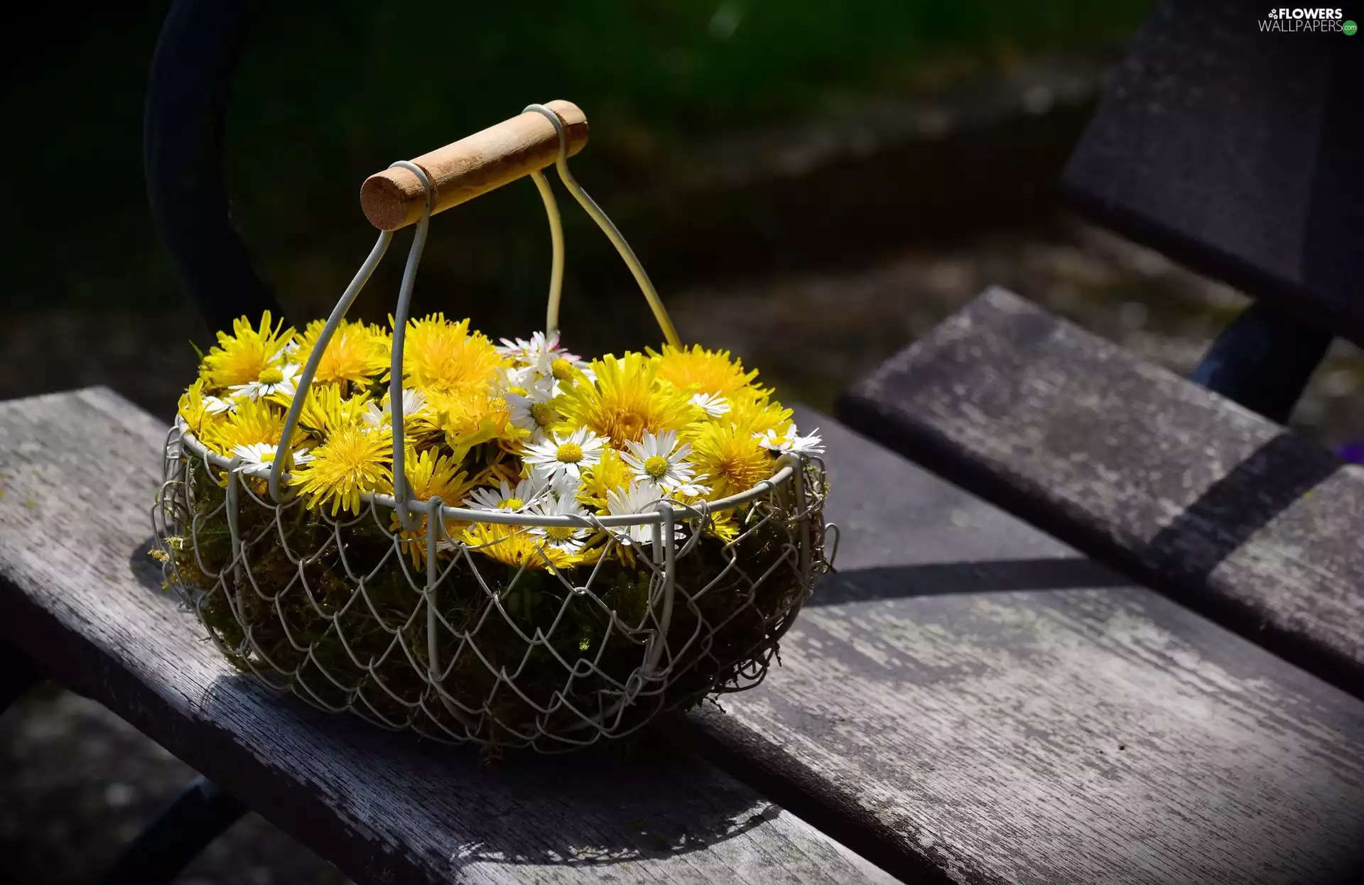 basket, daisies, Bench, puffball