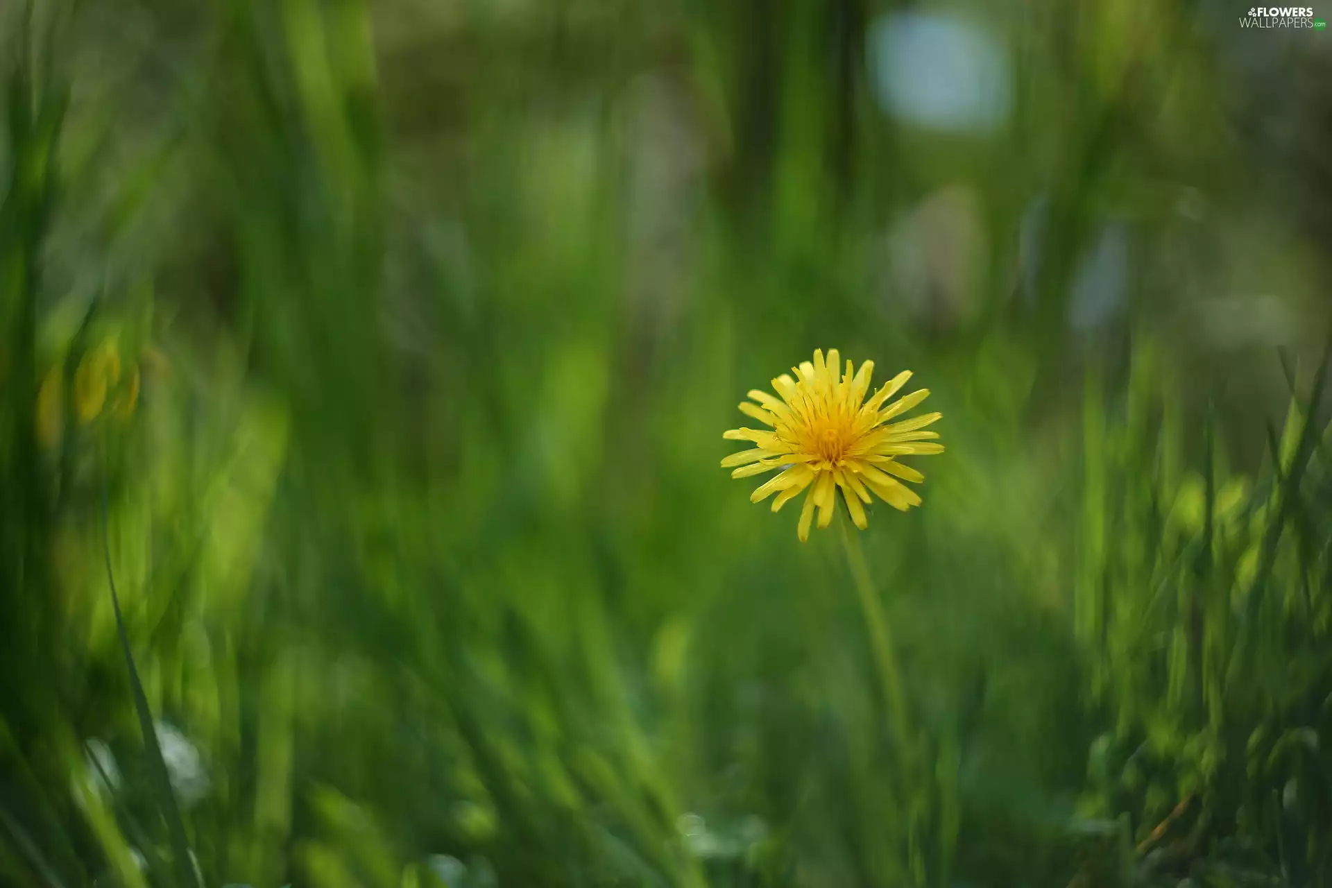 blur, Colourfull Flowers, puffball