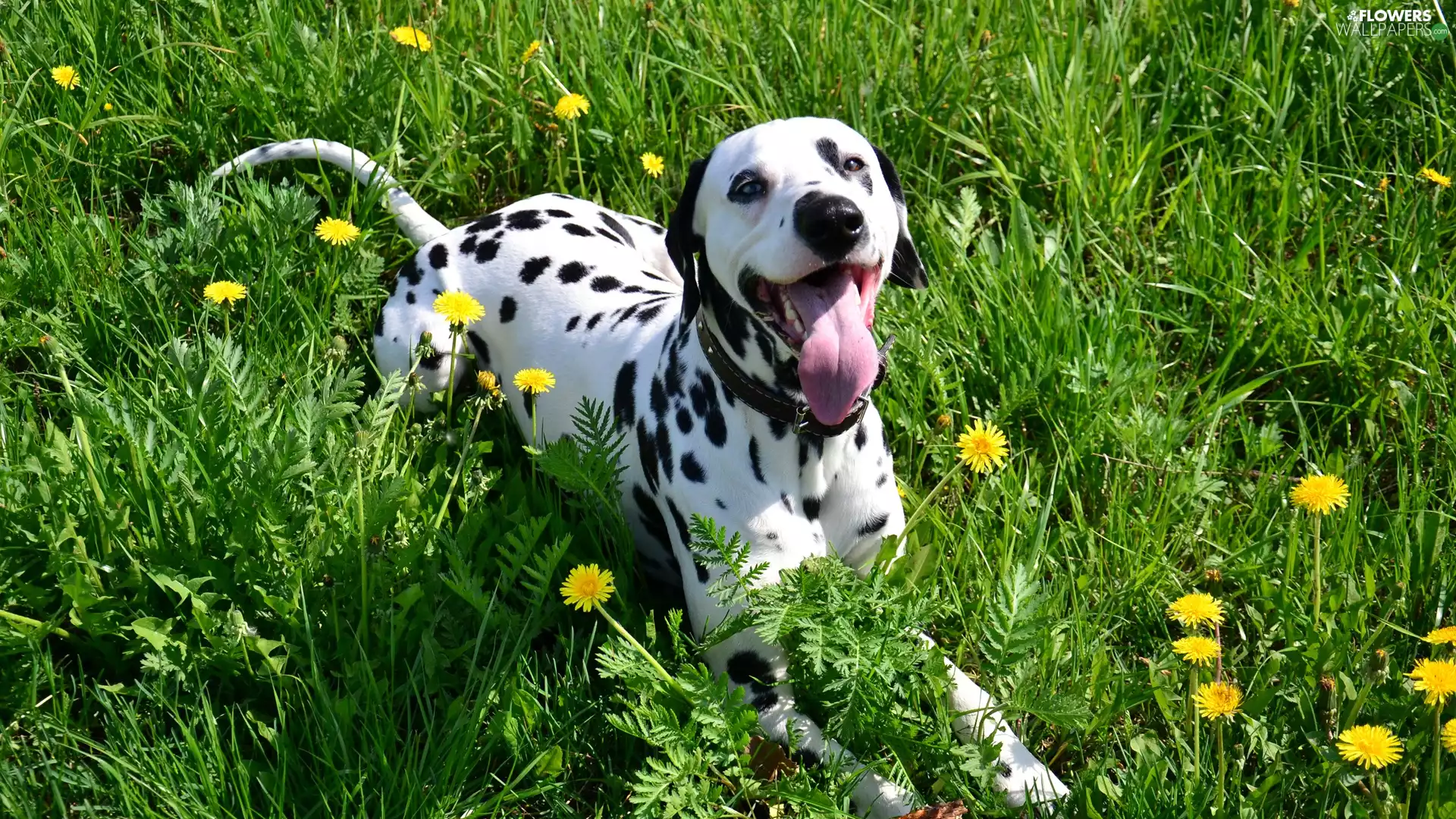 grass, puffball, Dalmatian, Tounge, dog