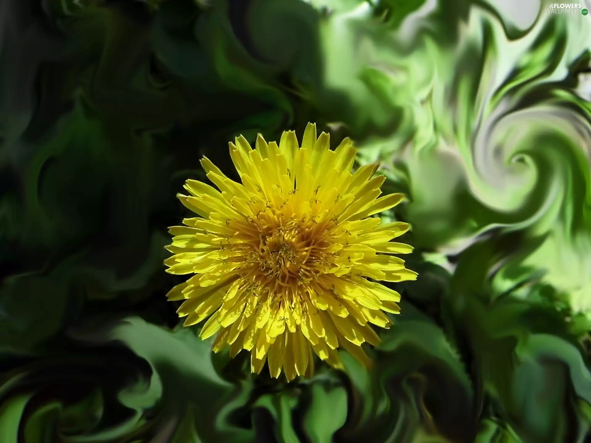 puffball, Colourfull Flowers