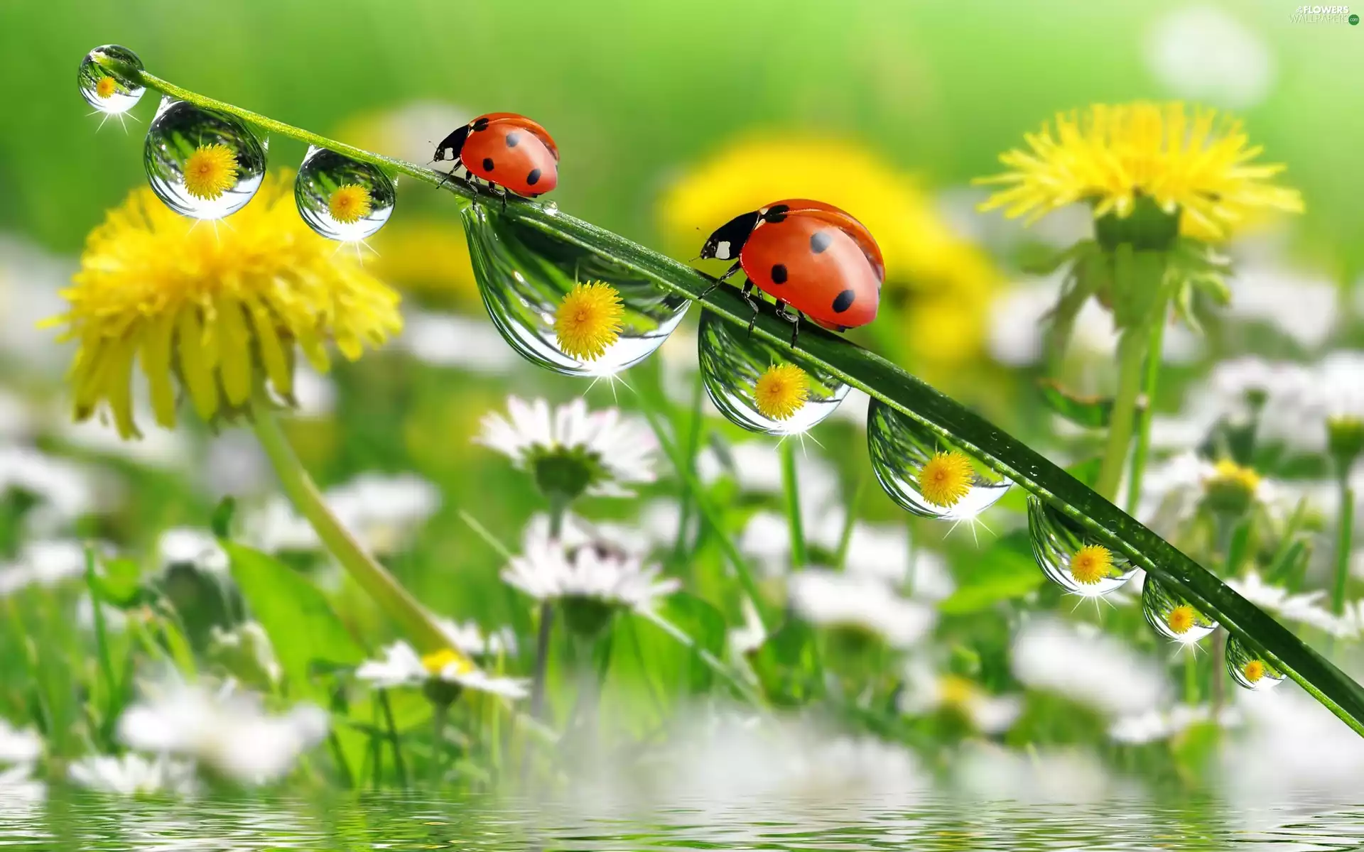 water, puffball, grass, drops, ladybugs