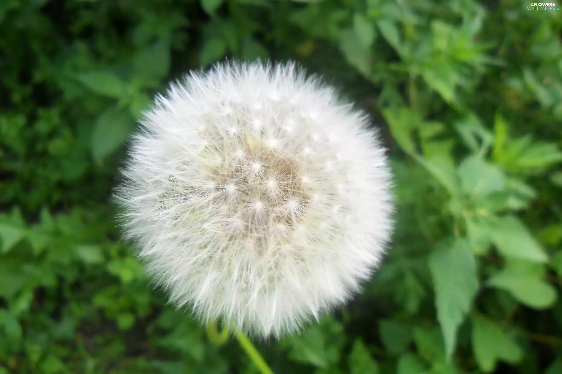 puffball, White, green, Leaf, common, Colourfull Flowers