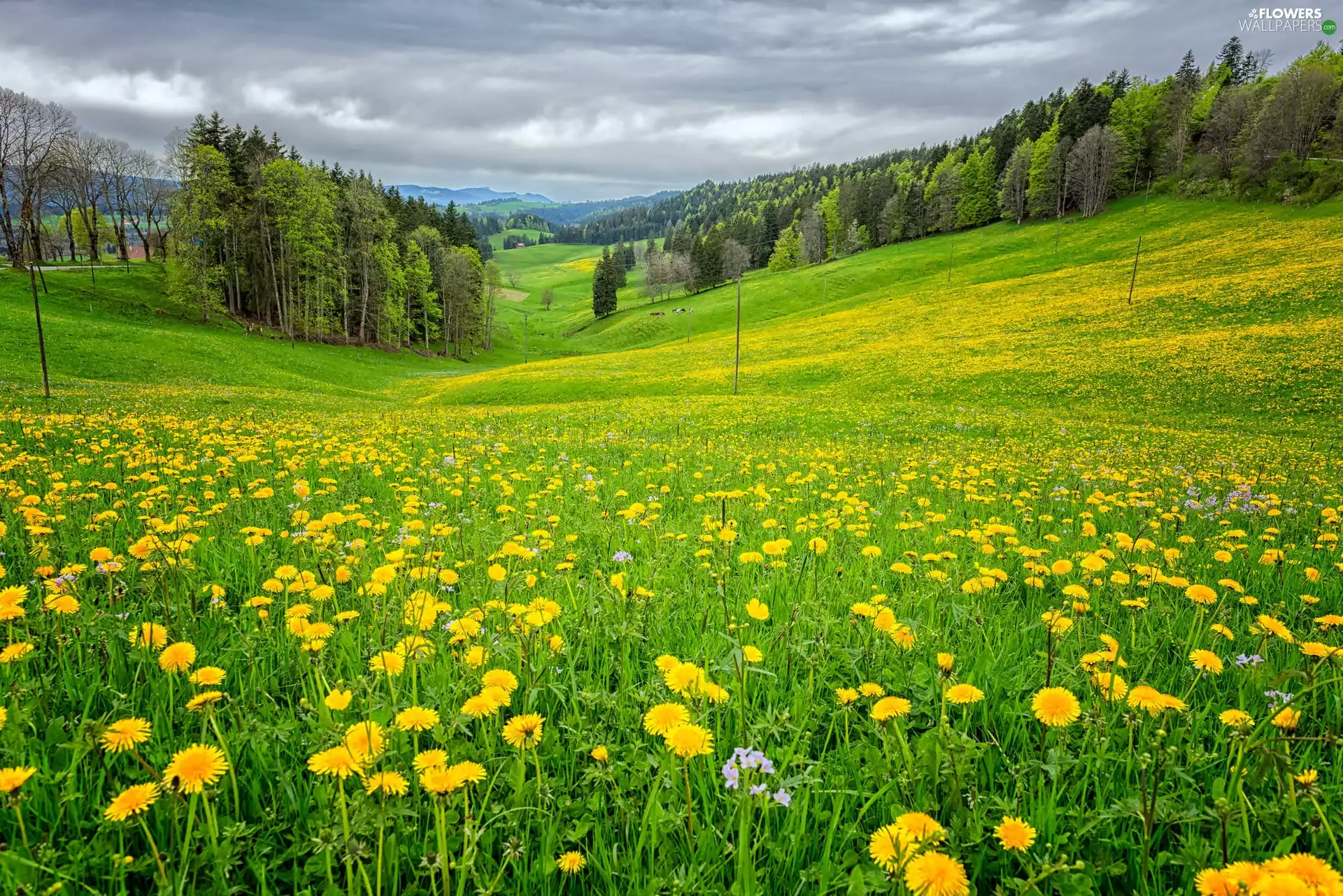 viewes, The Hills, puffball, Spring, medows, trees