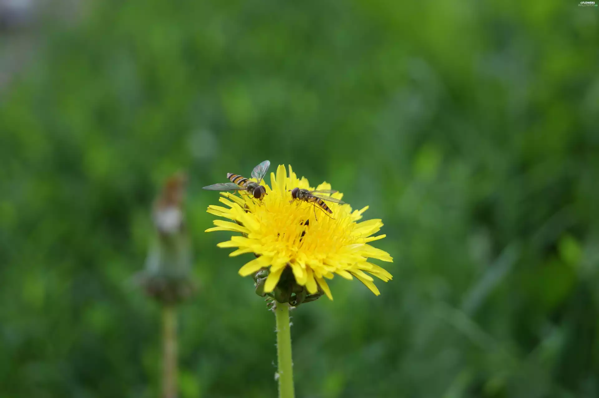 puffball, insects
