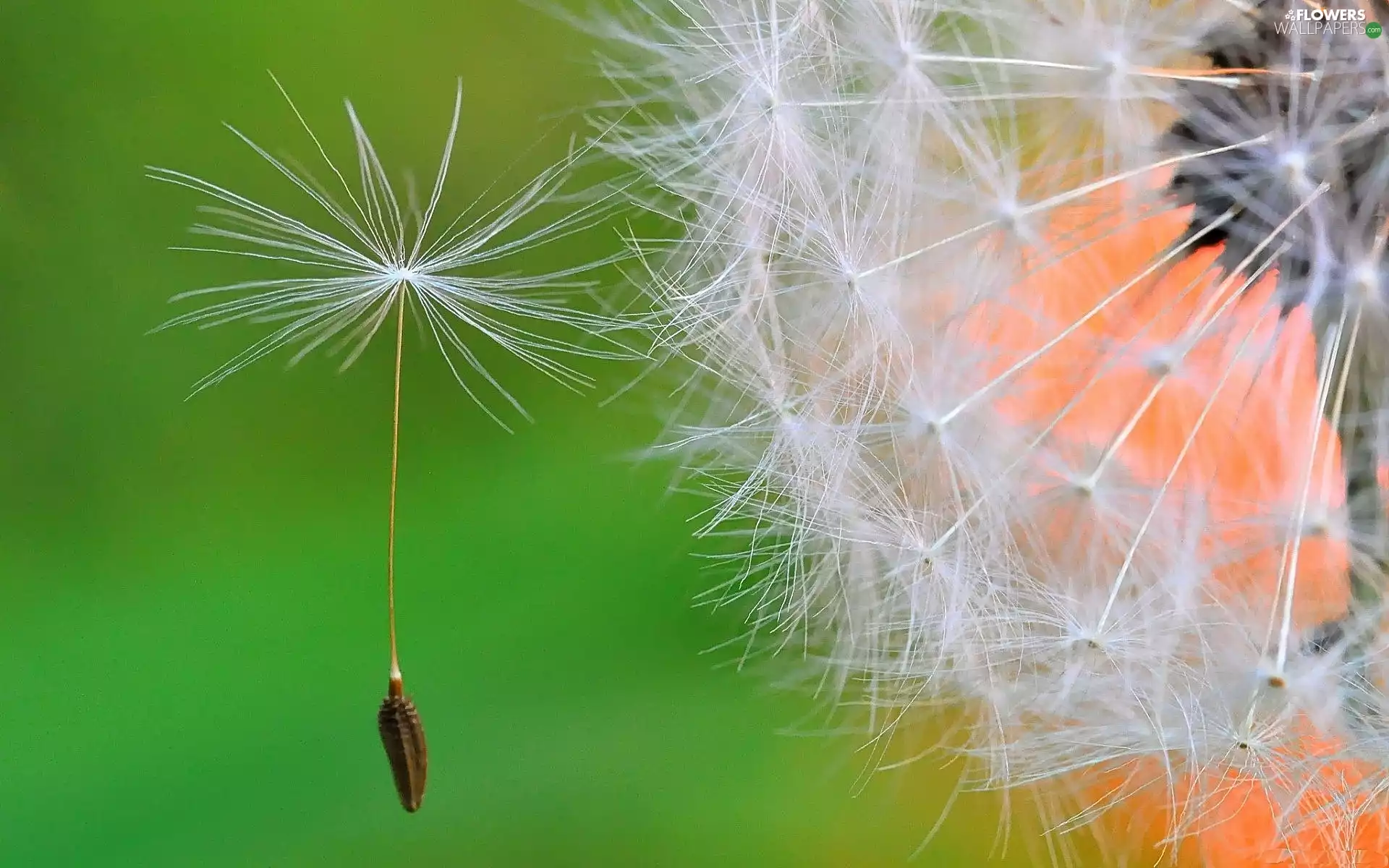 puffball, dandelion, seed