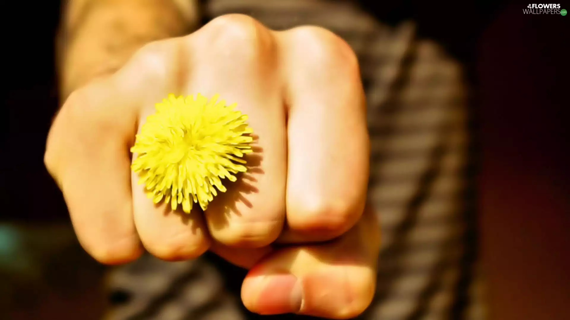 Fist, puffball, sow-thistle, Flower