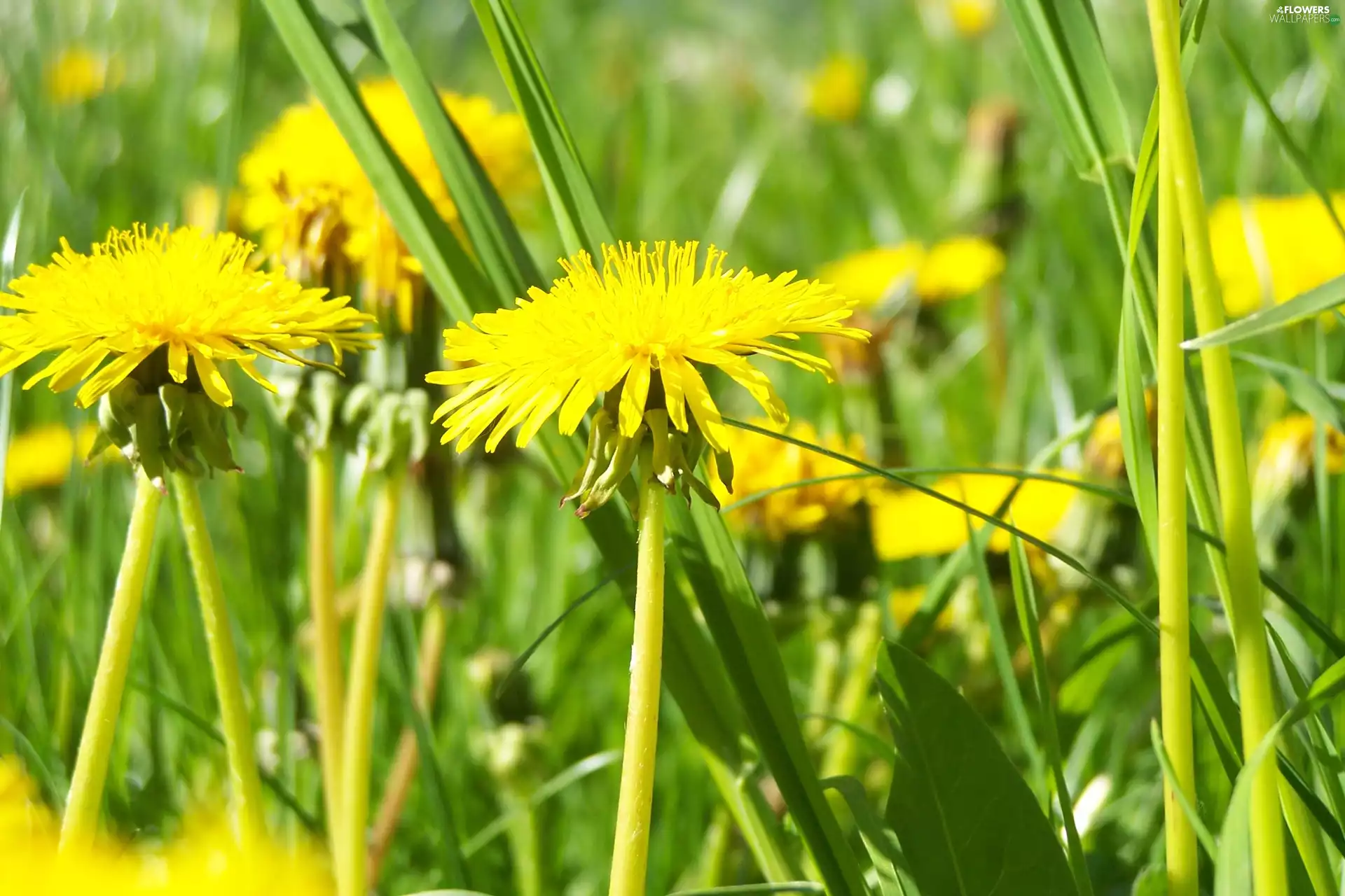 Yellow, puffball