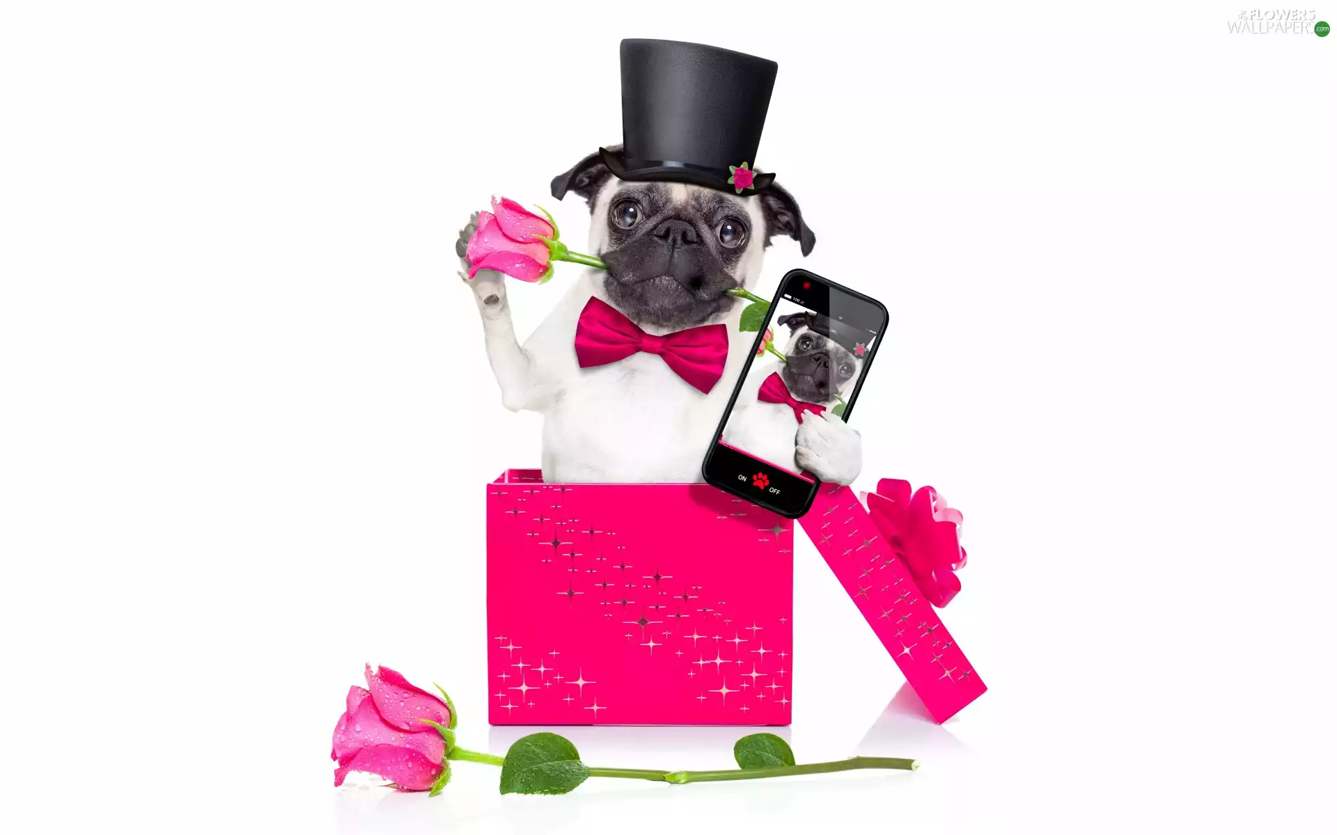 pug, bow tie, Box, cylinder, roses, dog, Funny, Telephone
