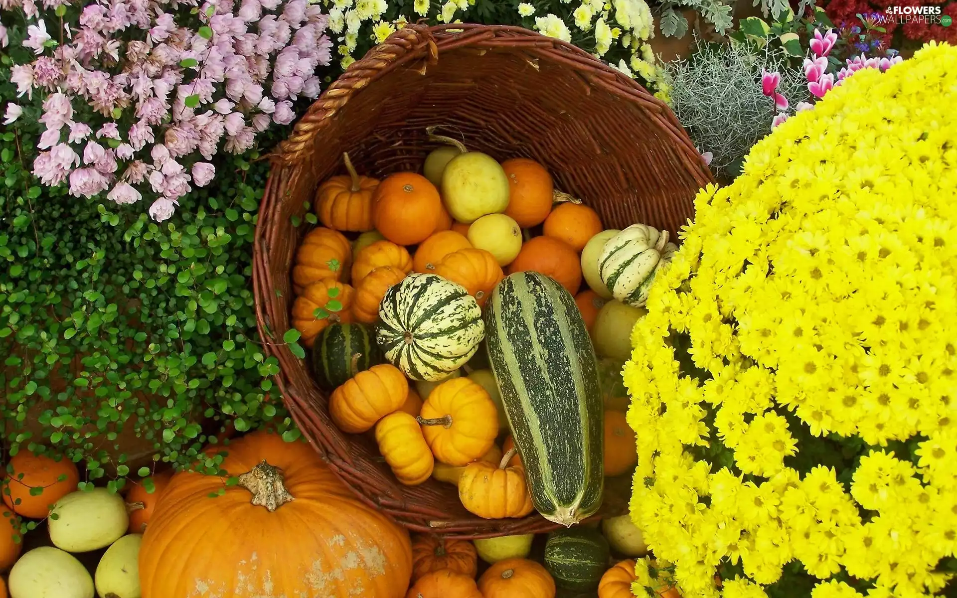 Autumn, Chrysanthemums, pumpkin, Flowers