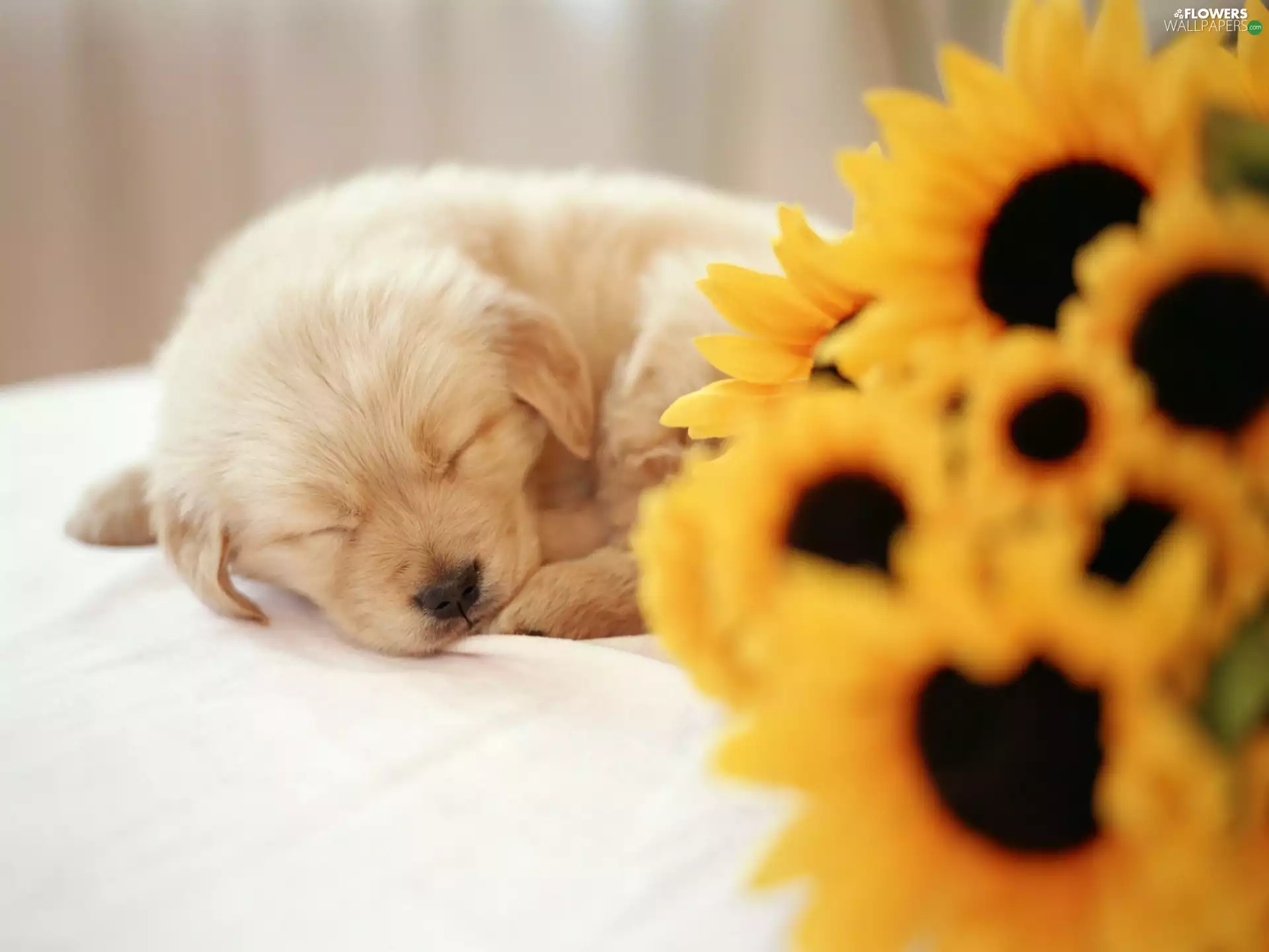 small, Flowers, sunflower, puppie