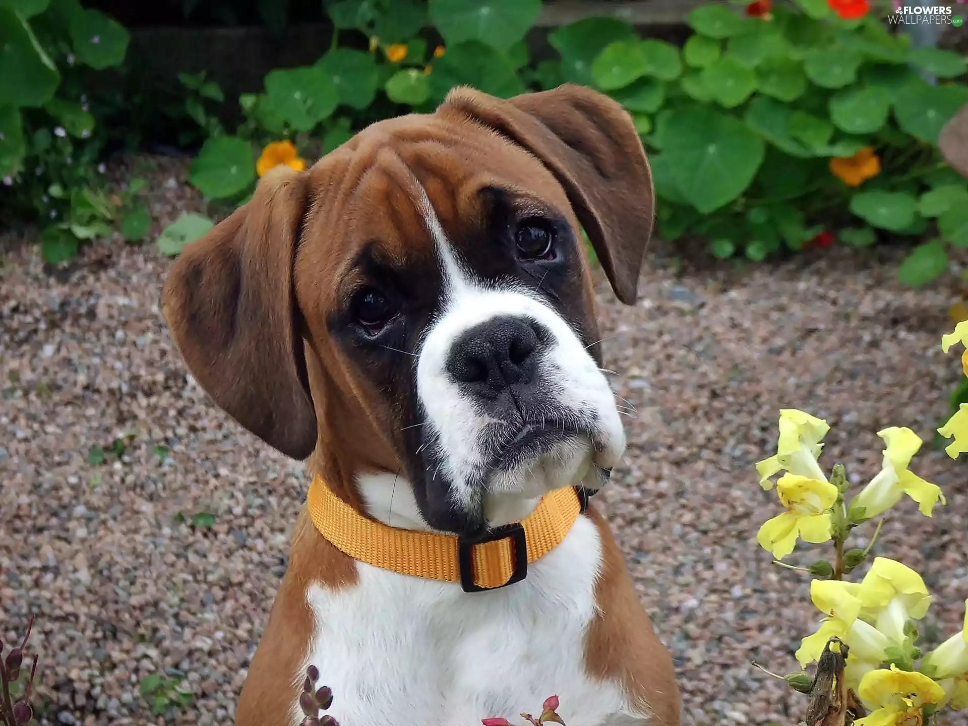 boxer, garden, blur, Puppy