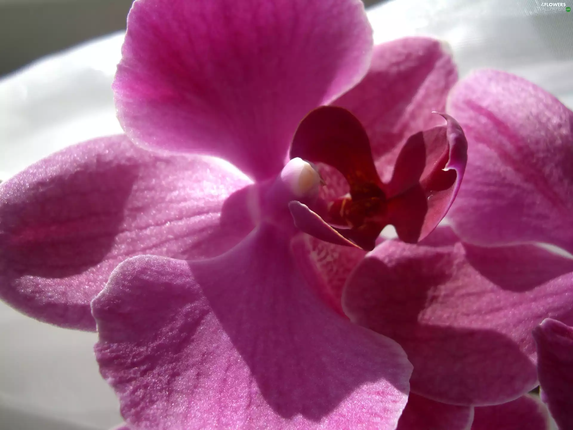 purple, orchid, ##