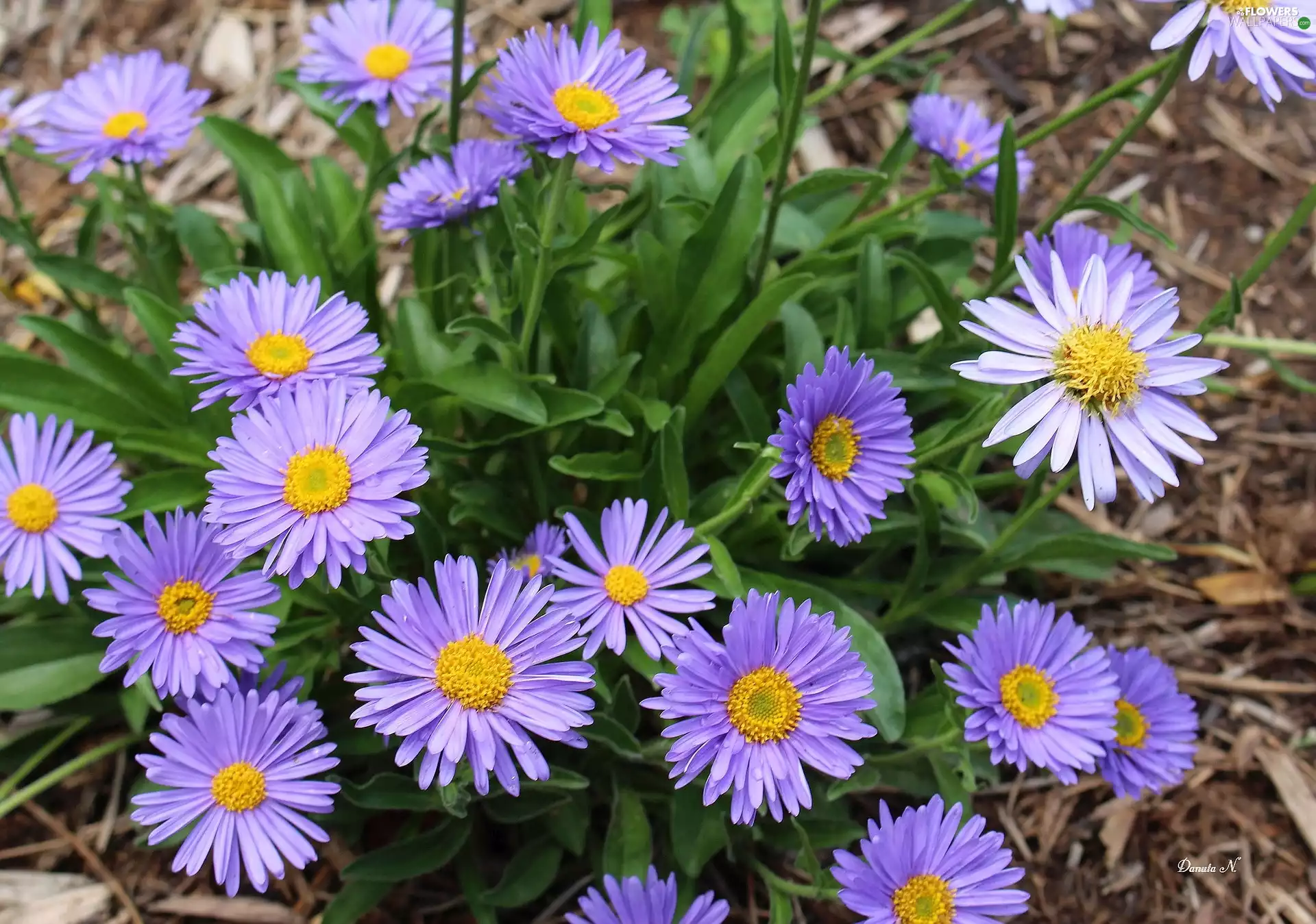 Aster, Astra autumn, purple